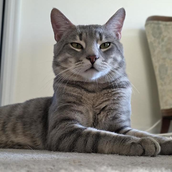 Enlarge Reggie - IN FOSTER, a Adoptable Domestic Short Hair in Birdsboro, PA image 4/6