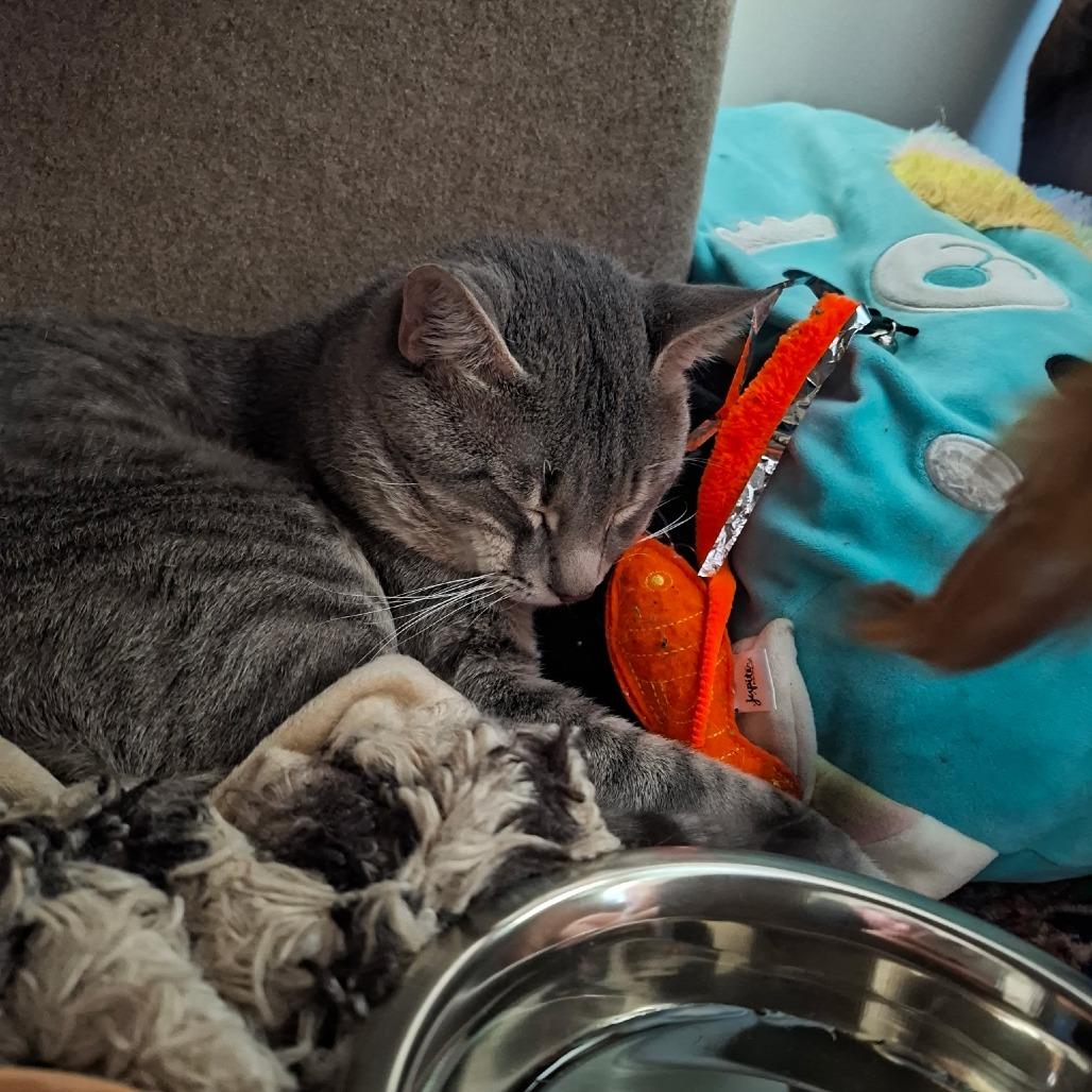 Enlarge Reggie - IN FOSTER, a Adoptable Domestic Short Hair in Birdsboro, PA image 5/6