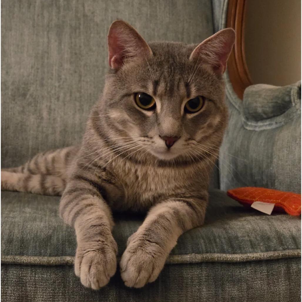 Enlarge Reggie - IN FOSTER, a Adoptable Domestic Short Hair in Birdsboro, PA image 6/6