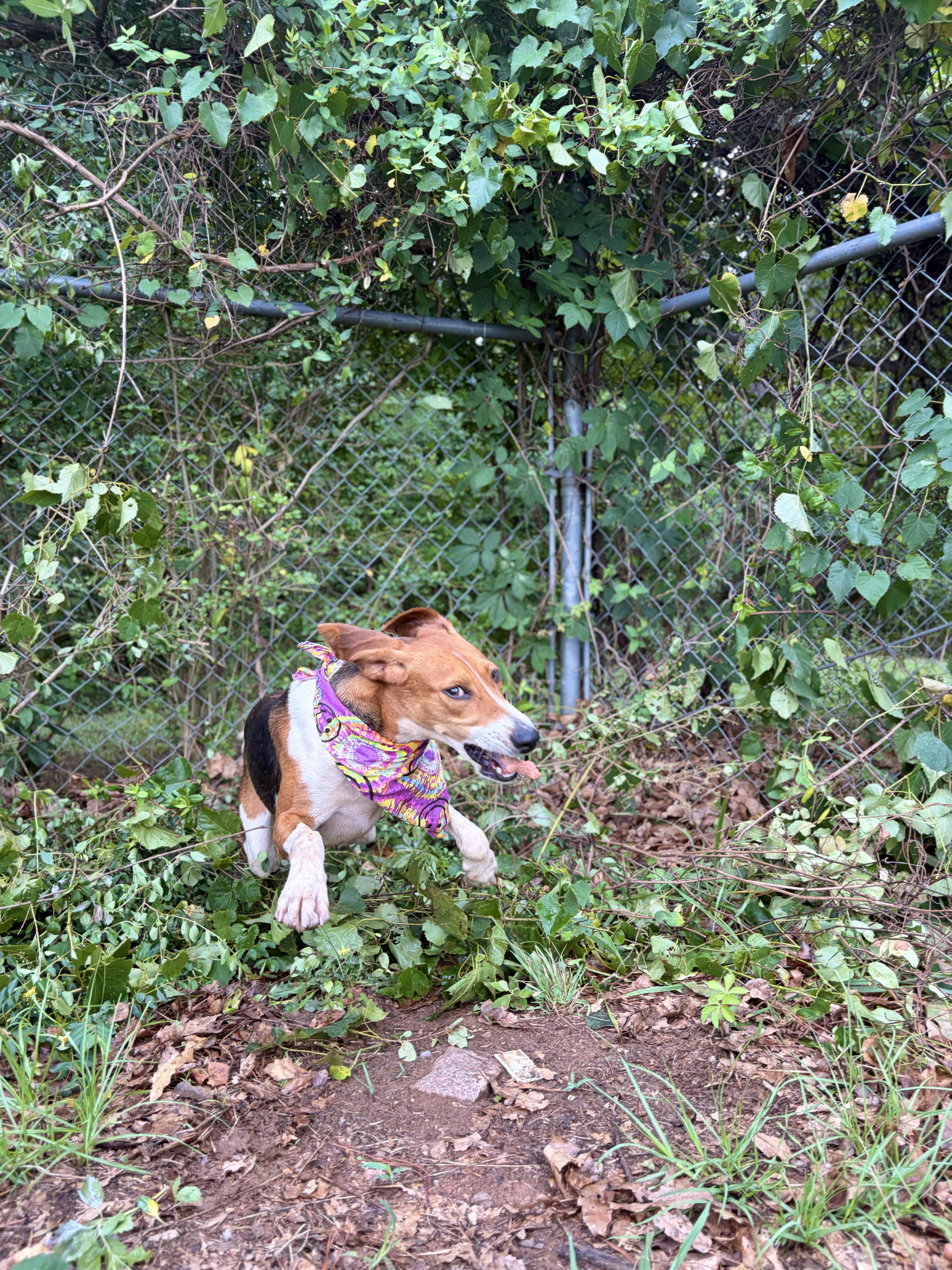 Enlarge Trish, a ADOPTABLE American Foxhound in Winnsboro, SC image 5/5