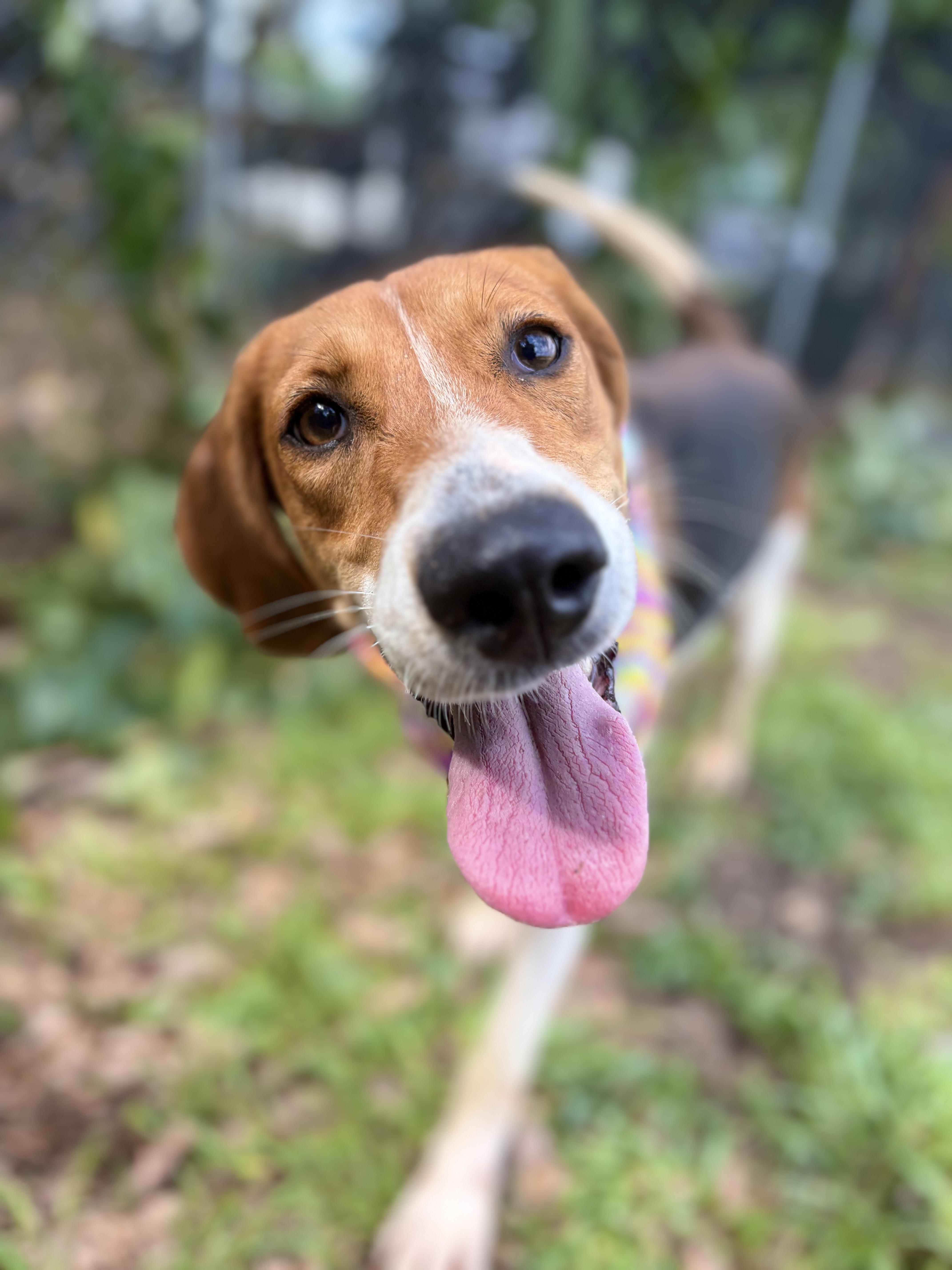 Enlarge Trish, a ADOPTABLE American Foxhound in Winnsboro, SC image 2/5