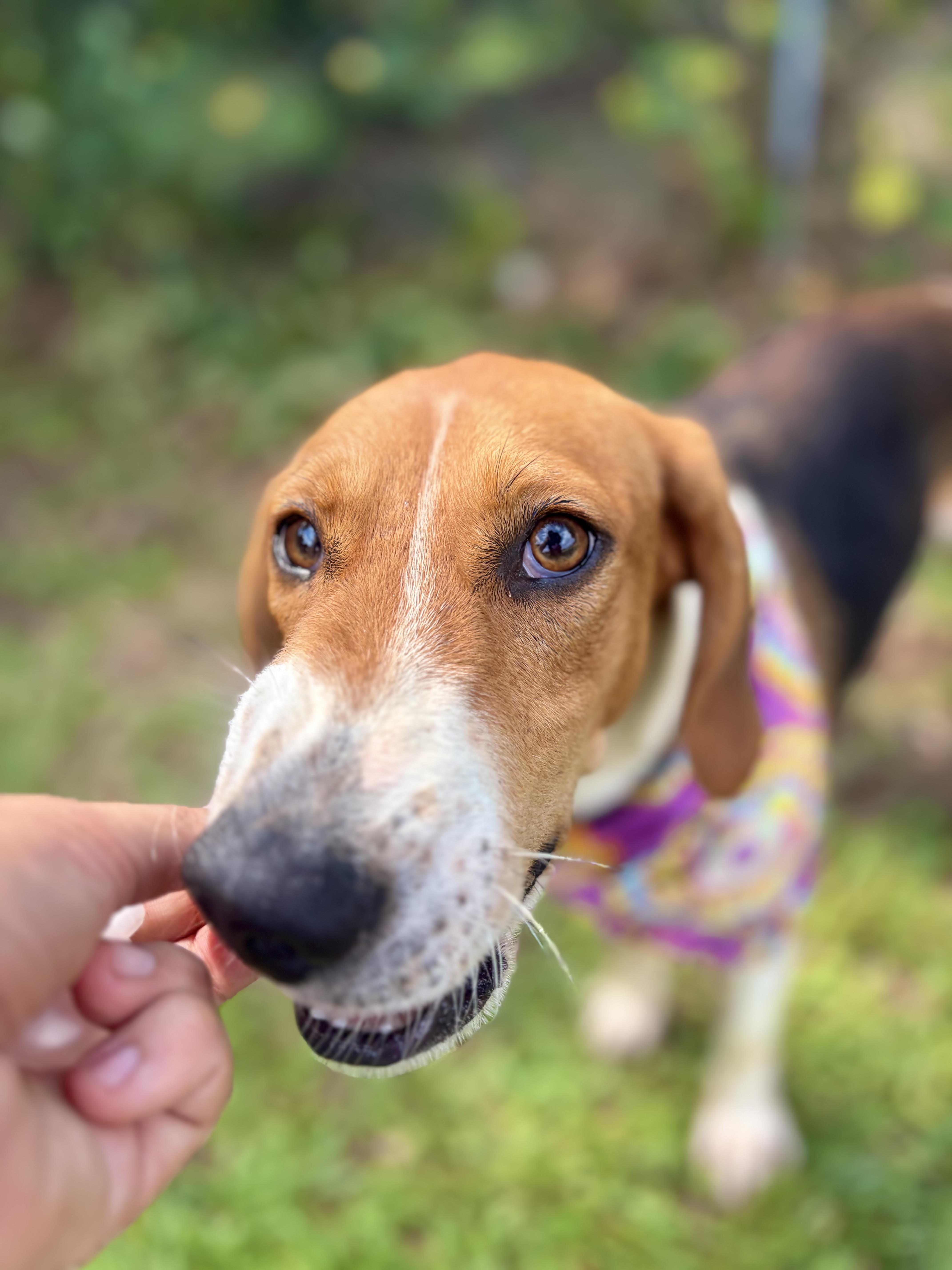 Enlarge Trish, a ADOPTABLE American Foxhound in Winnsboro, SC image 4/5