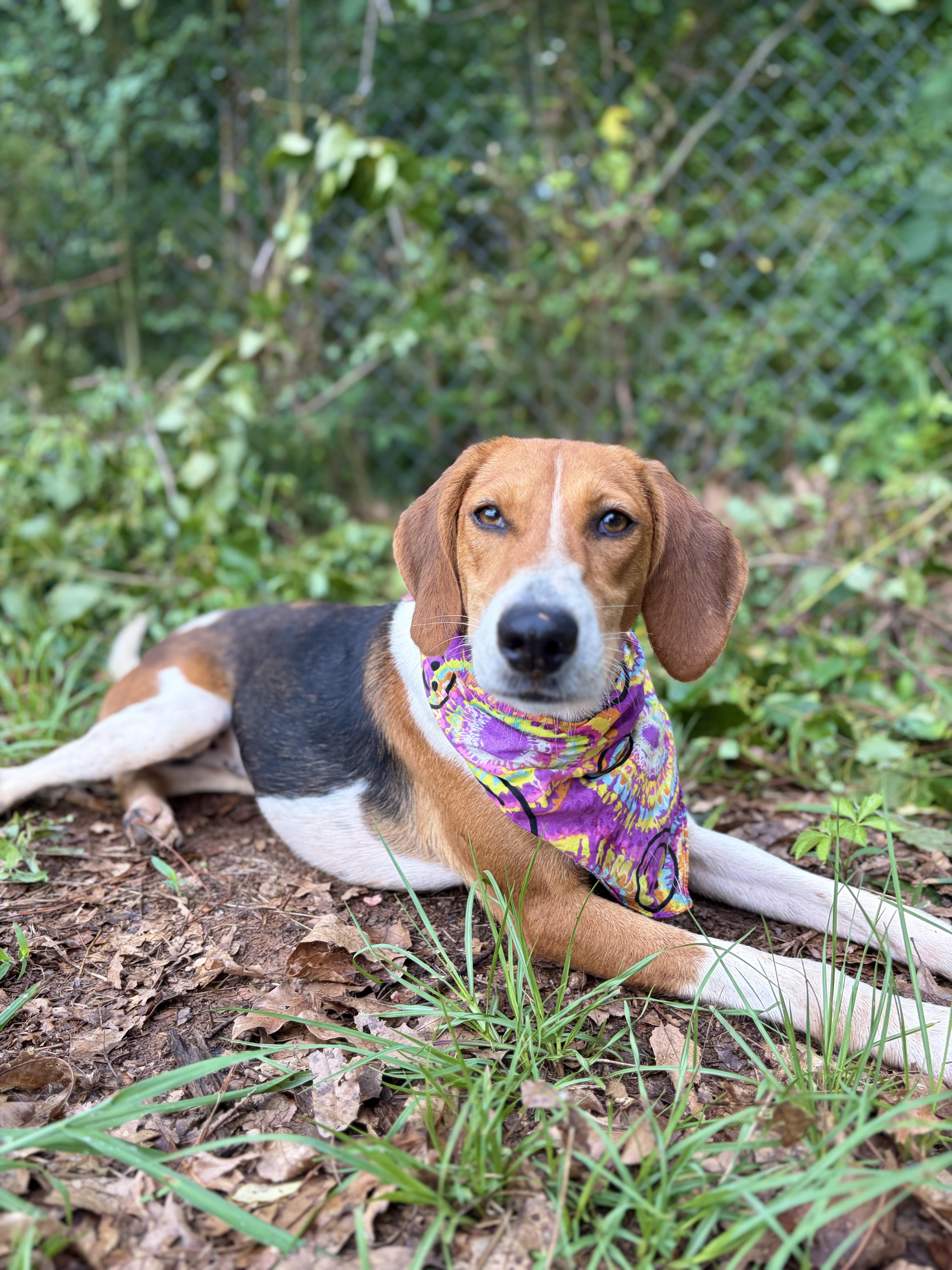 Enlarge Trish, a ADOPTABLE American Foxhound in Winnsboro, SC image 1/5