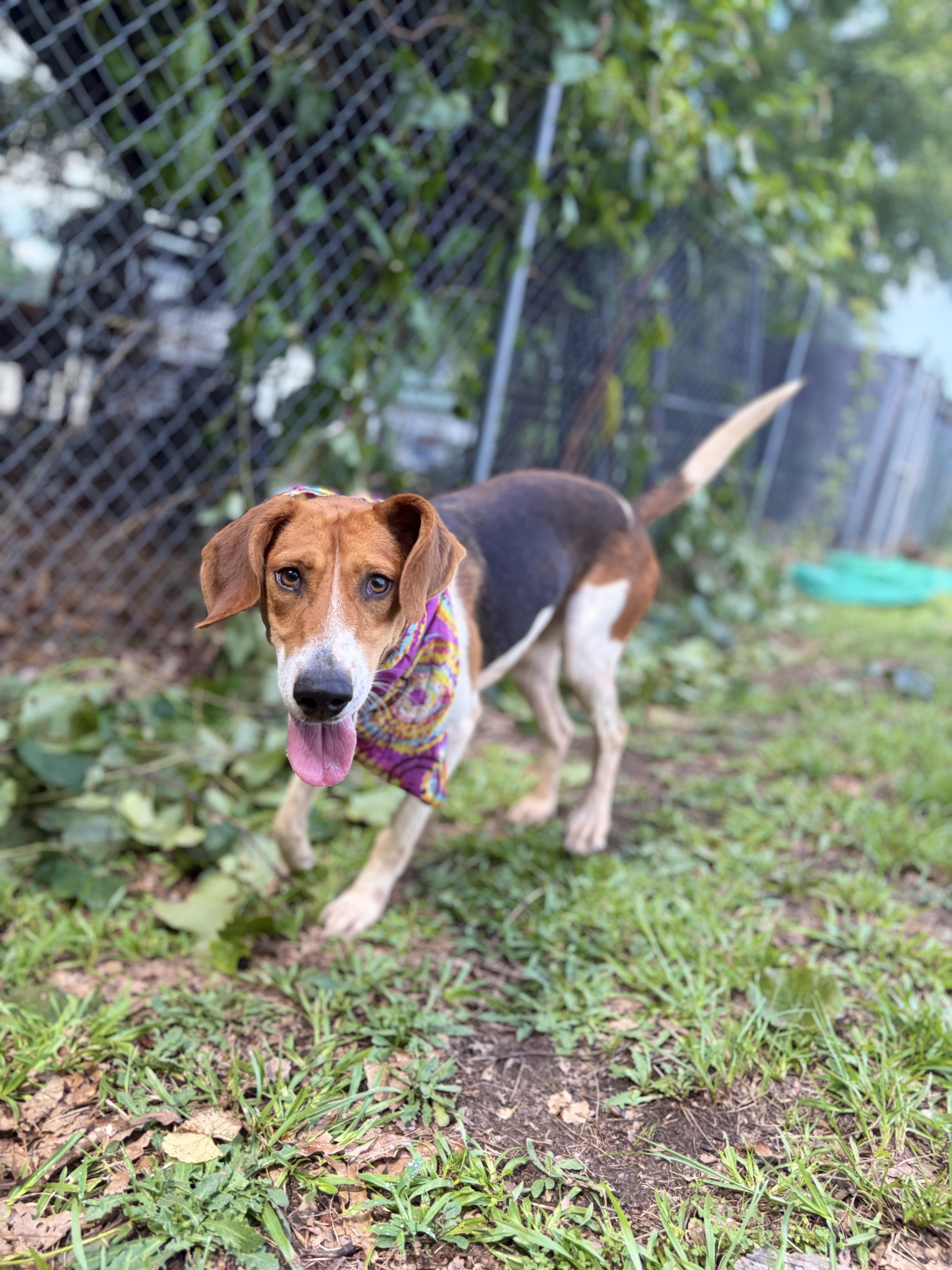 Enlarge Trish, a ADOPTABLE American Foxhound in Winnsboro, SC image 3/5