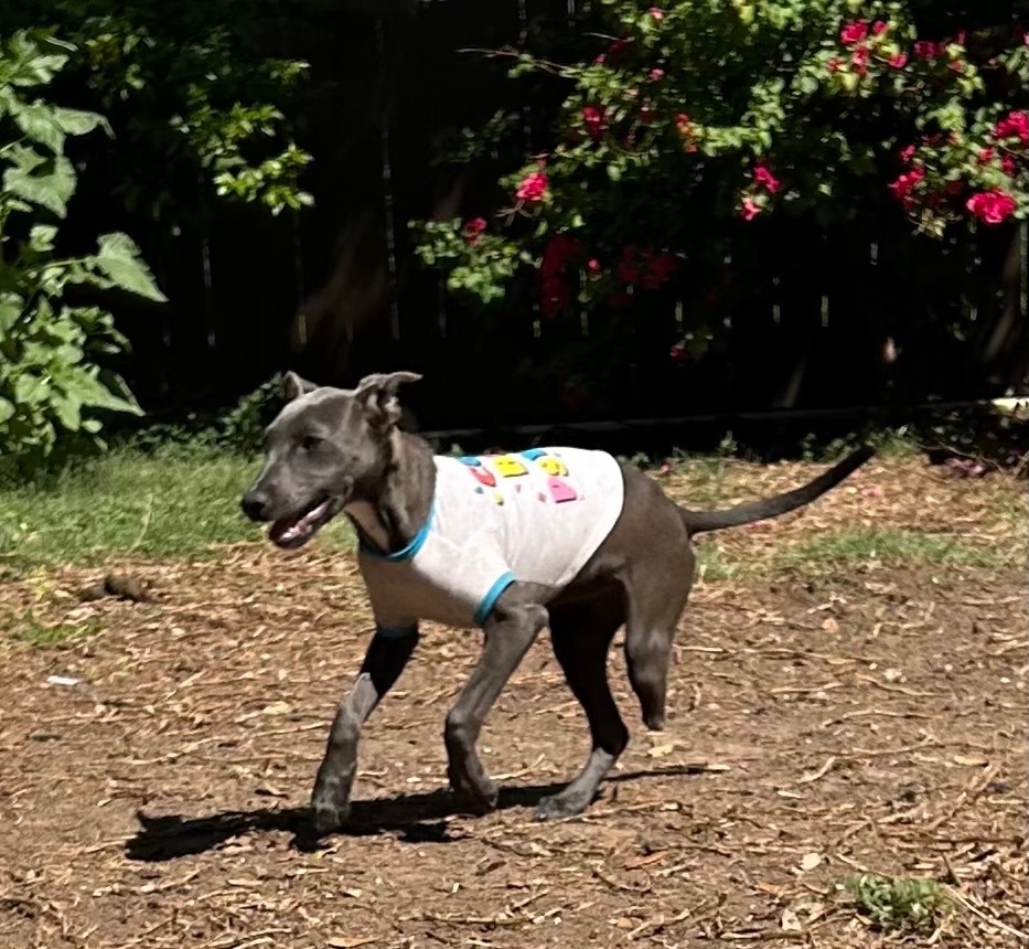 Millie, a Adoptable Weimaraner in Coatesville, PA image 1/6