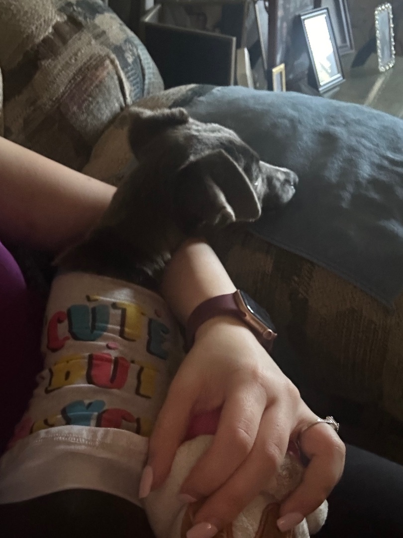 Millie, a Adoptable Weimaraner in Coatesville, PA image 2/6