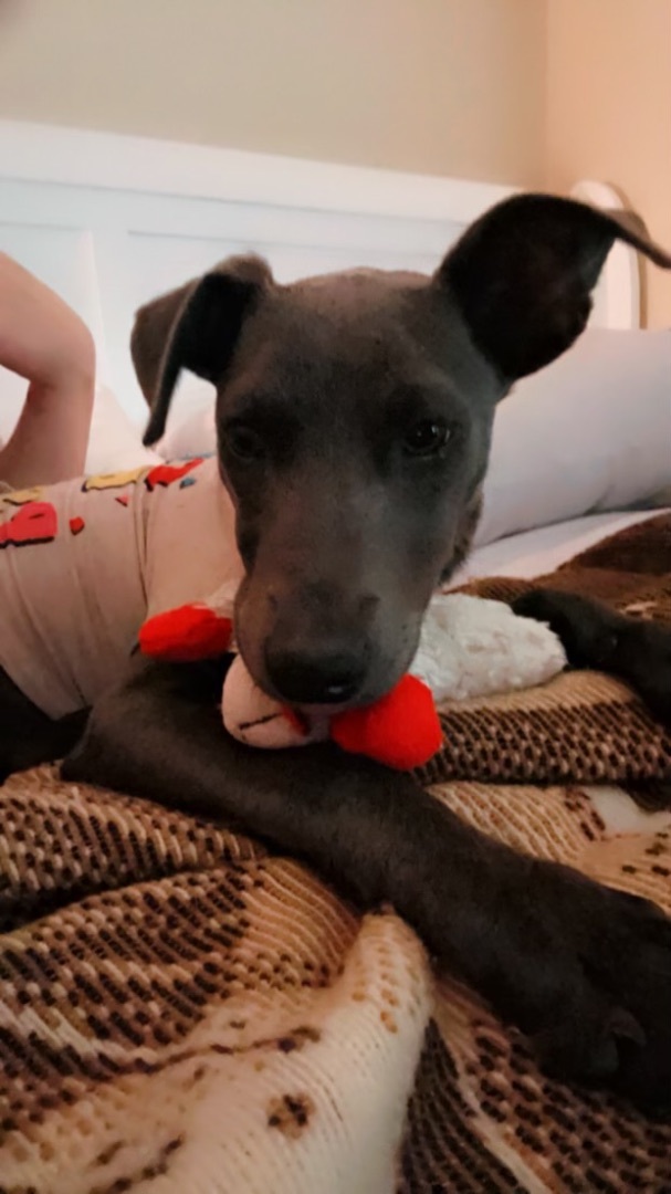 Millie, a Adoptable Weimaraner in Coatesville, PA image 3/6