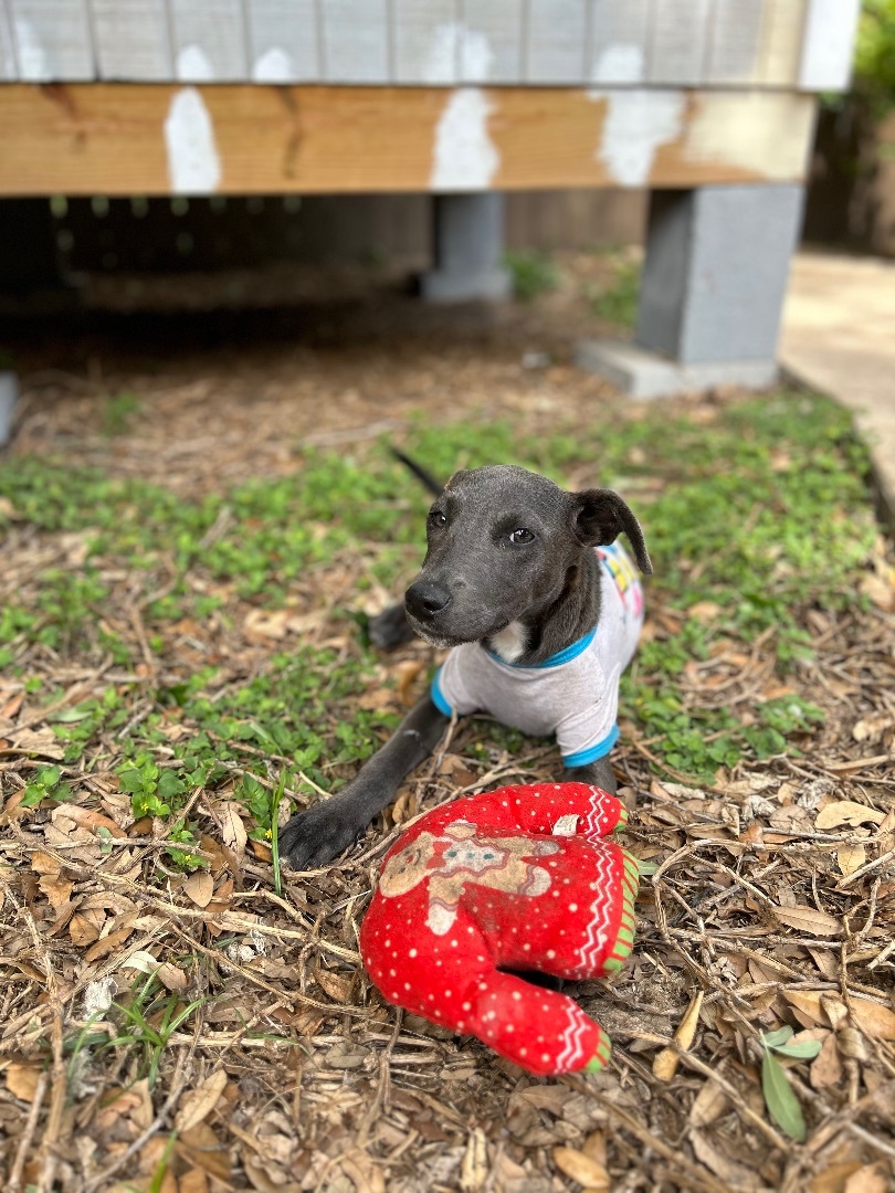 Millie, a Adoptable Weimaraner in Coatesville, PA image 4/6