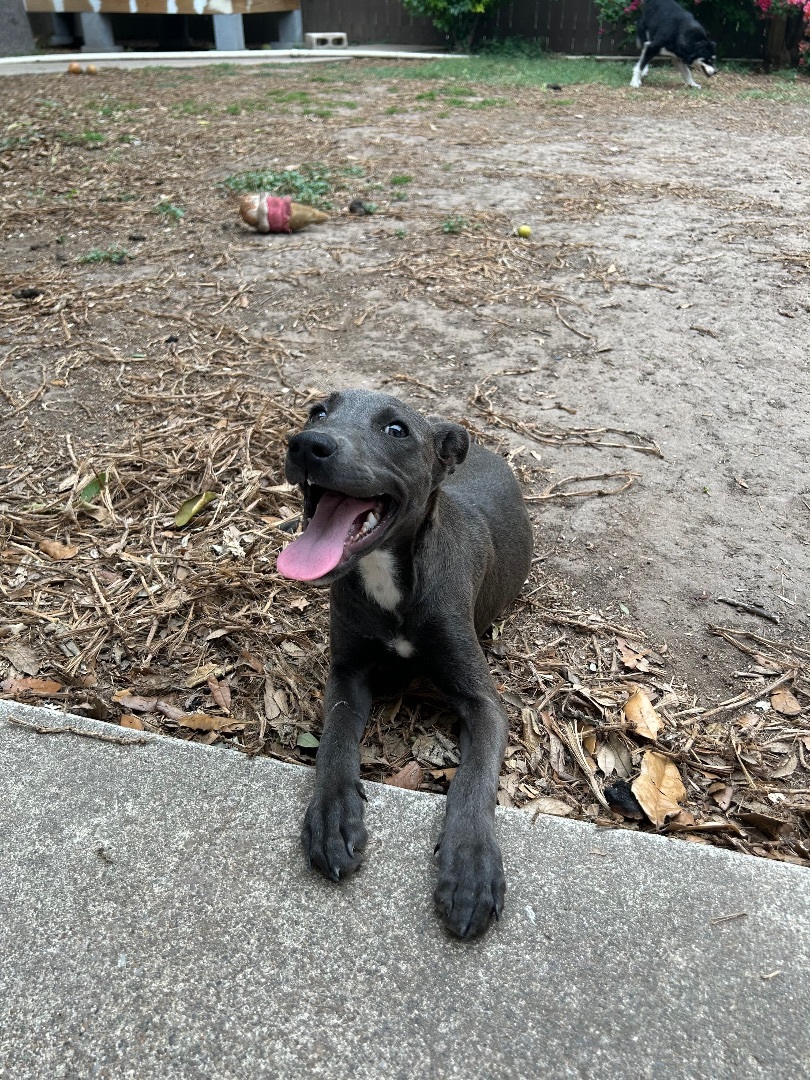 Millie, a Adoptable Weimaraner in Coatesville, PA image 5/6