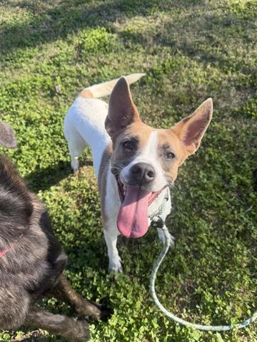 Enlarge CALI, a Adoptable mixed breed in Houston, TX image 1/1