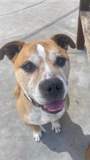 CHANCE, Adoptable, Adult Male Pit Bull Terrier & Mixed Breed.