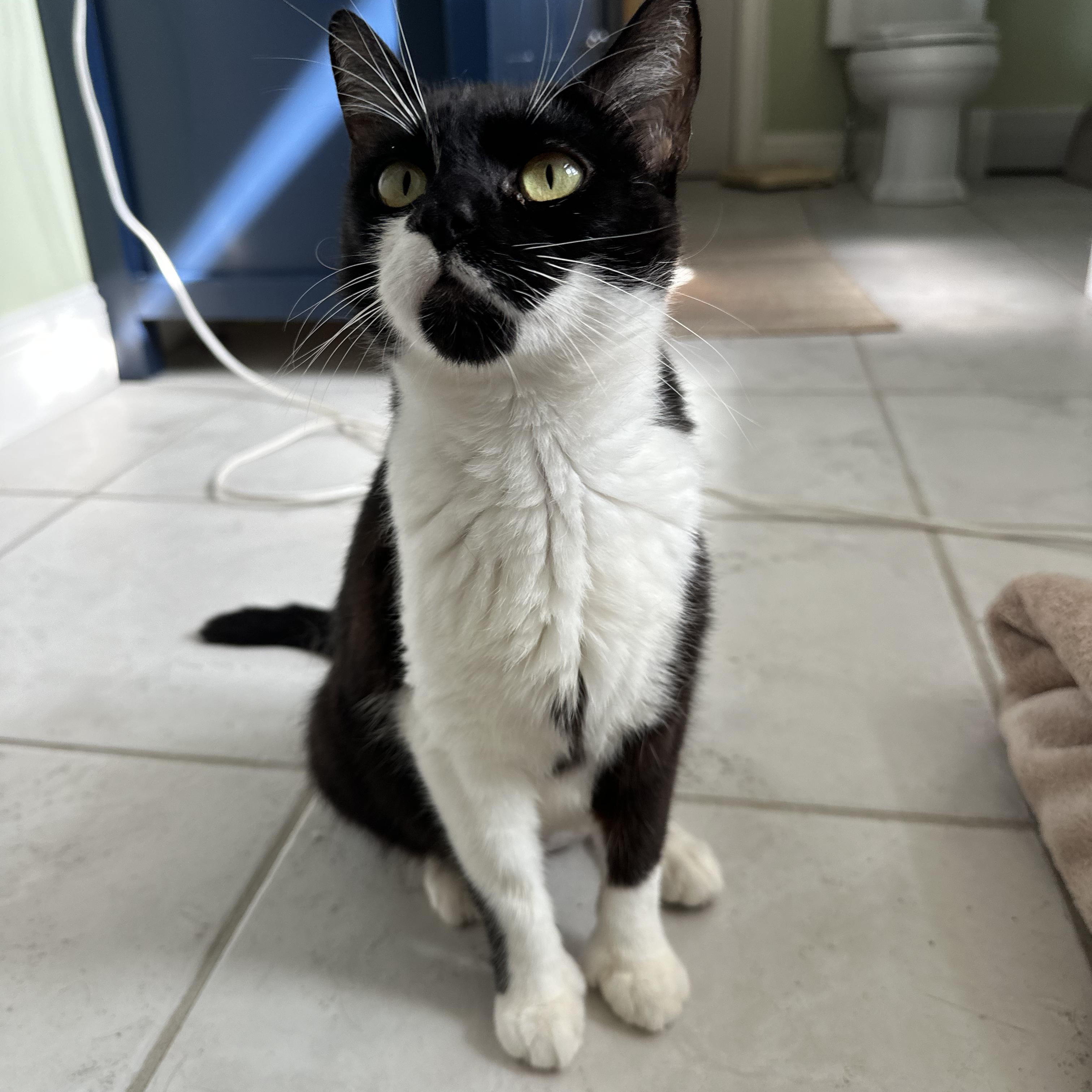 Enlarge Kenzie (very friendly), a Adoptable Tuxedo in HANSON, MA image 2/2