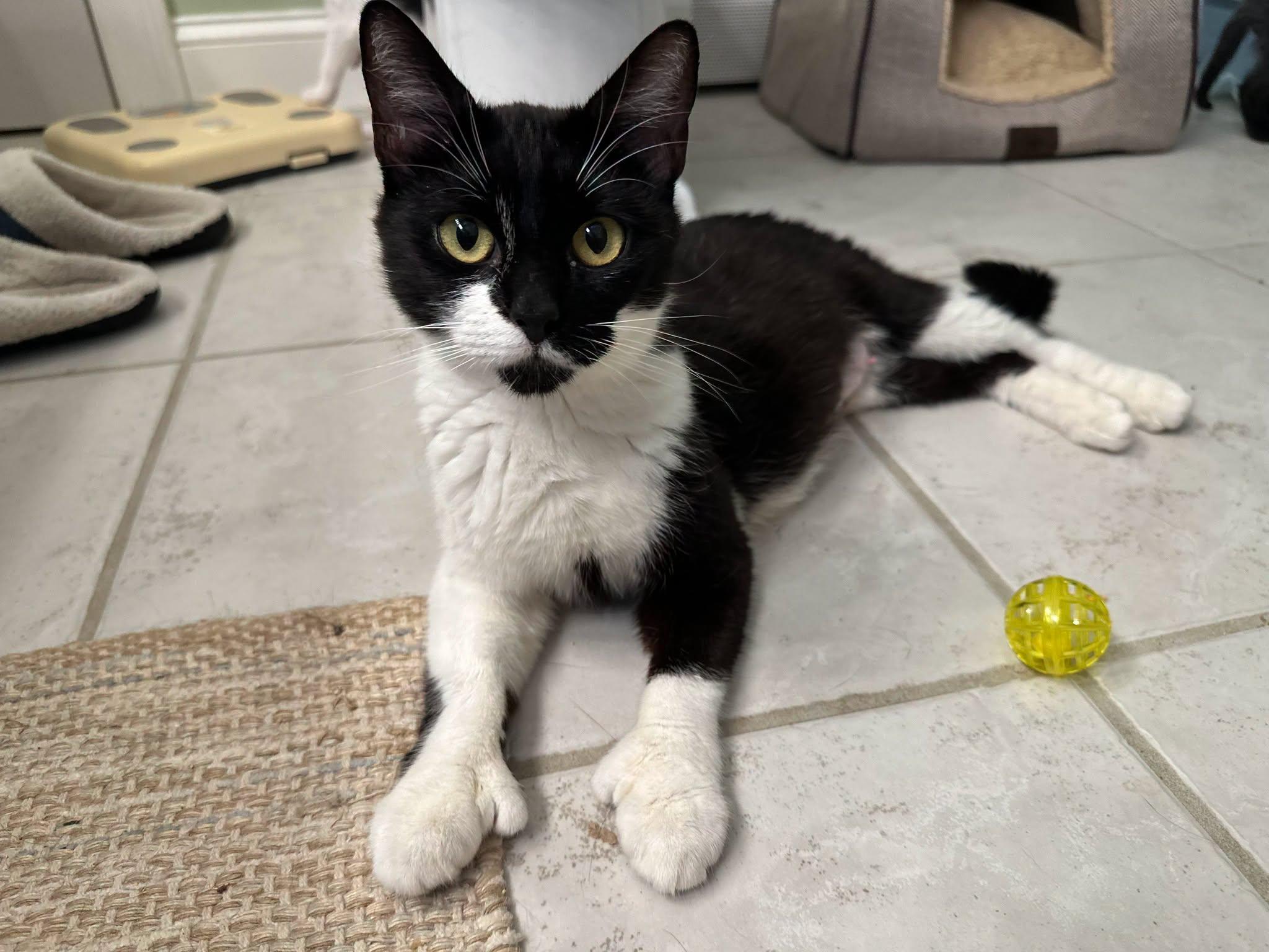 Kenzie (very friendly), Adoptable, Young Female Tuxedo.