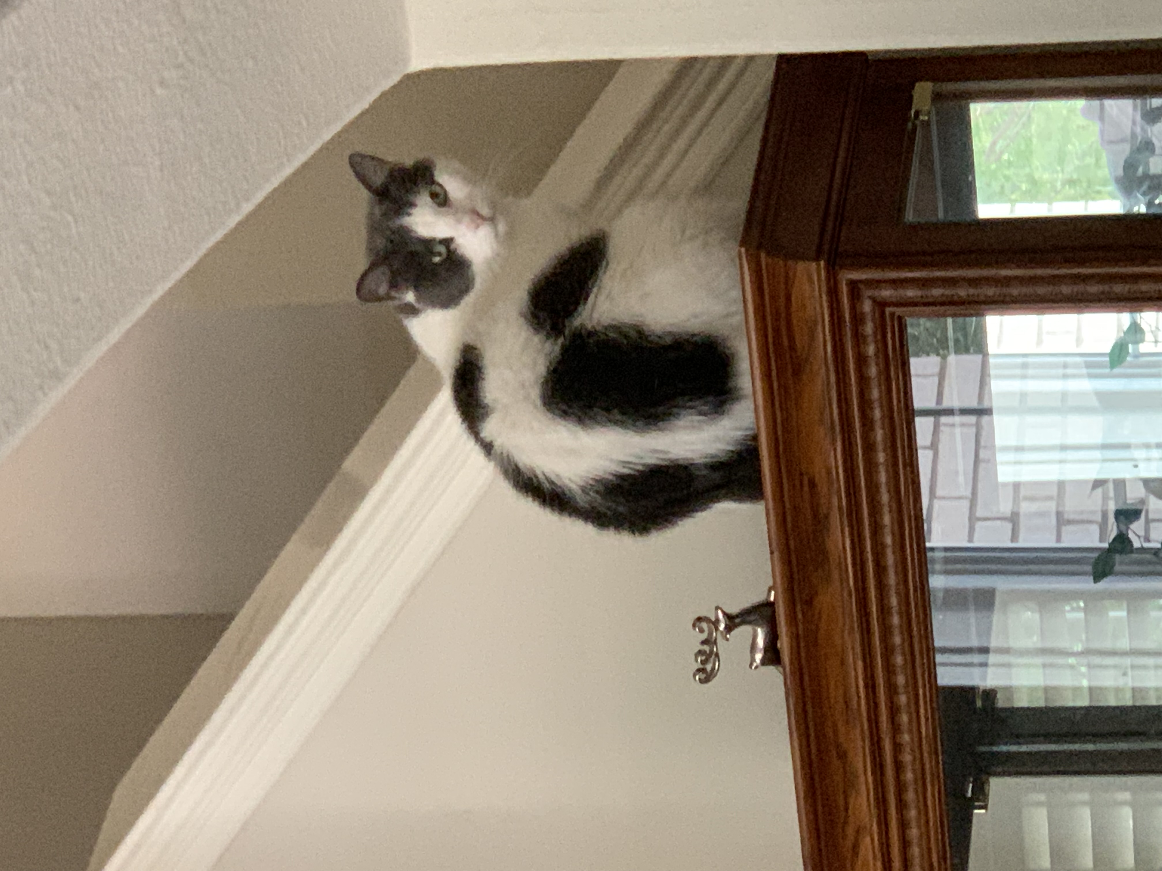 Grace, a Adoptable mixed breed in Parker, TX image 5/5