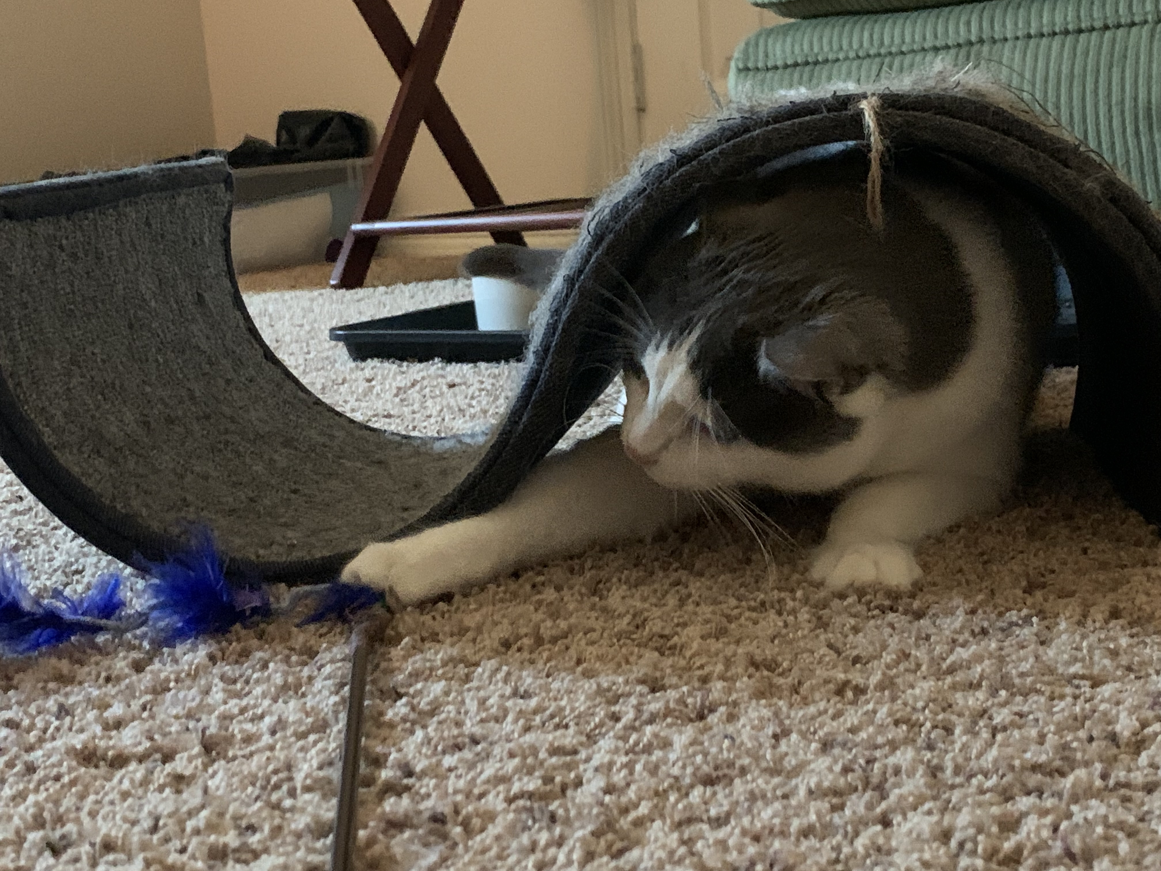 Grace, a Adoptable mixed breed in Parker, TX image 3/5