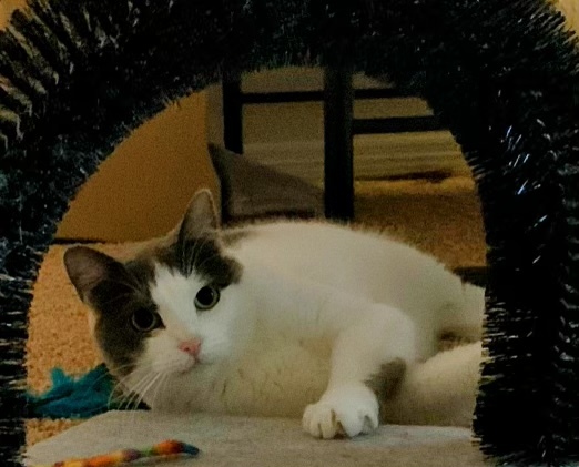 Grace, a Adoptable mixed breed in Parker, TX image 4/5