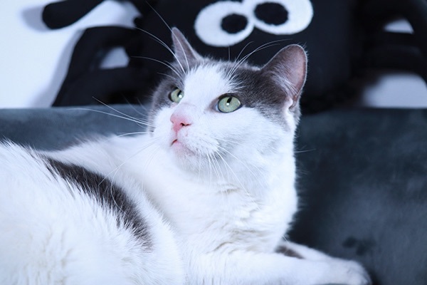 Grace, a Adoptable mixed breed in Parker, TX image 1/5