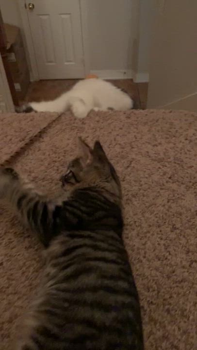 Enlarge Grace, a Adoptable mixed breed in Parker, TX video 2/5