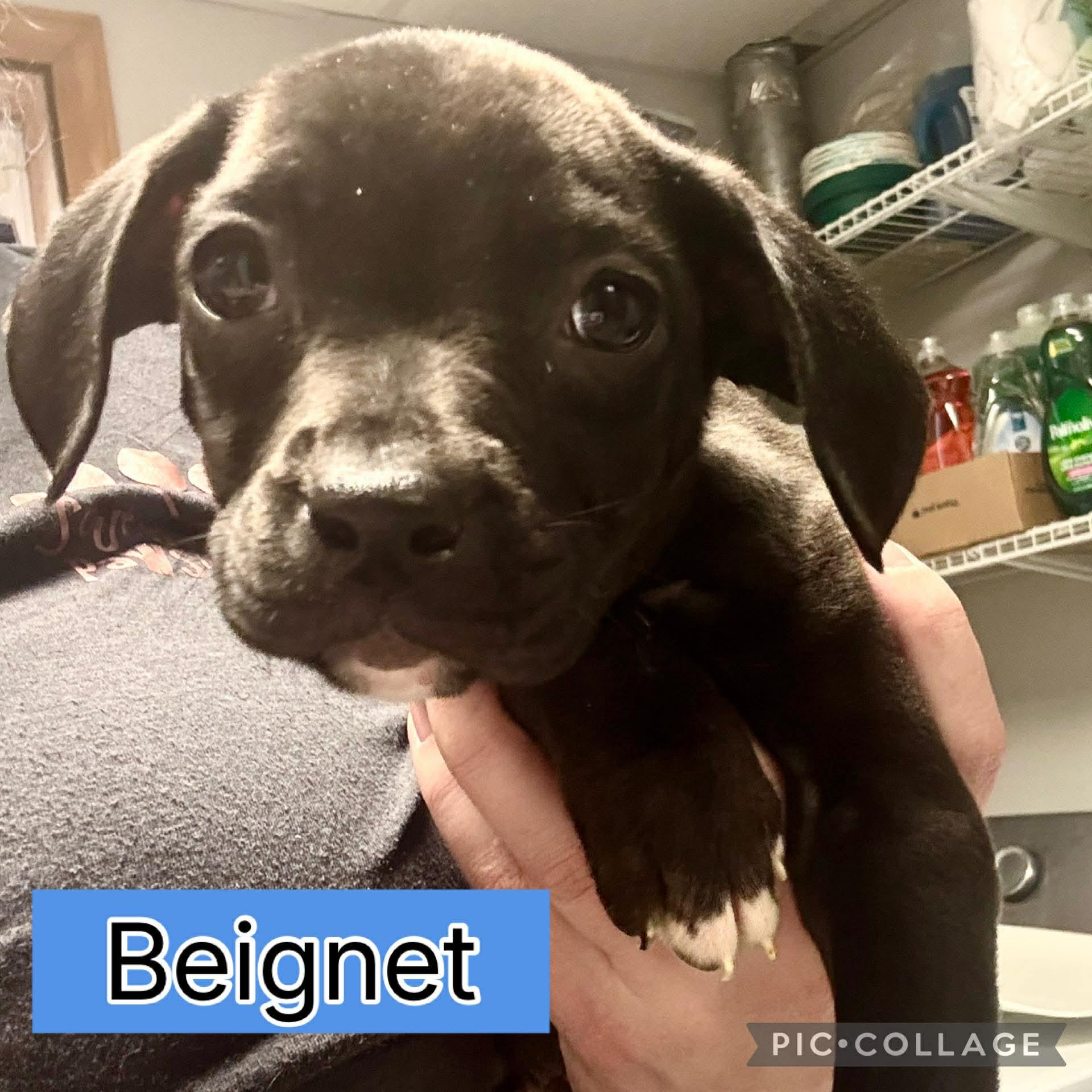 Beignet, ADOPTABLE, Puppy Male Dachshund.