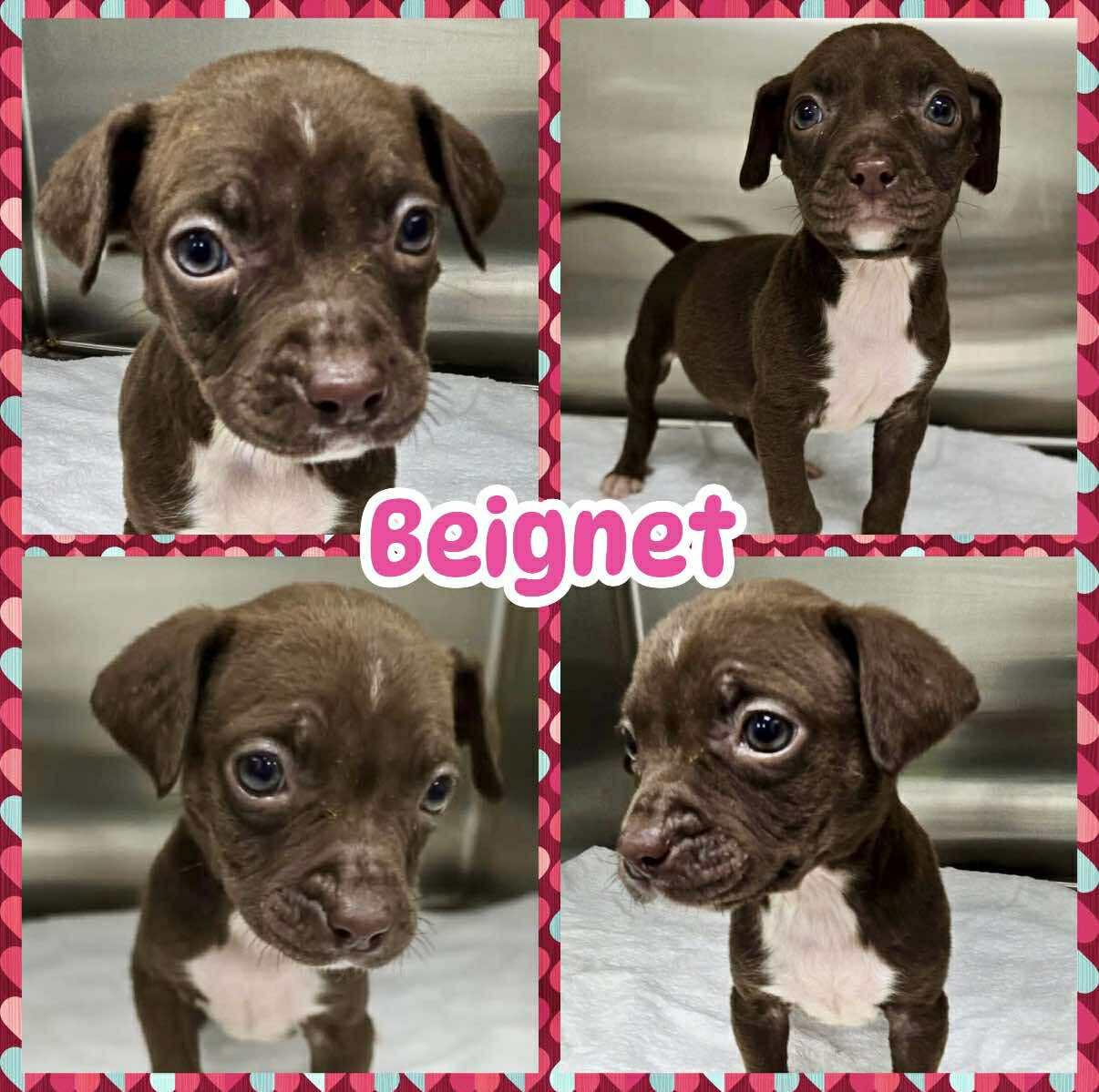 Enlarge Beignet, a ADOPTABLE mixed breed in Ringwood, NJ image 1/1