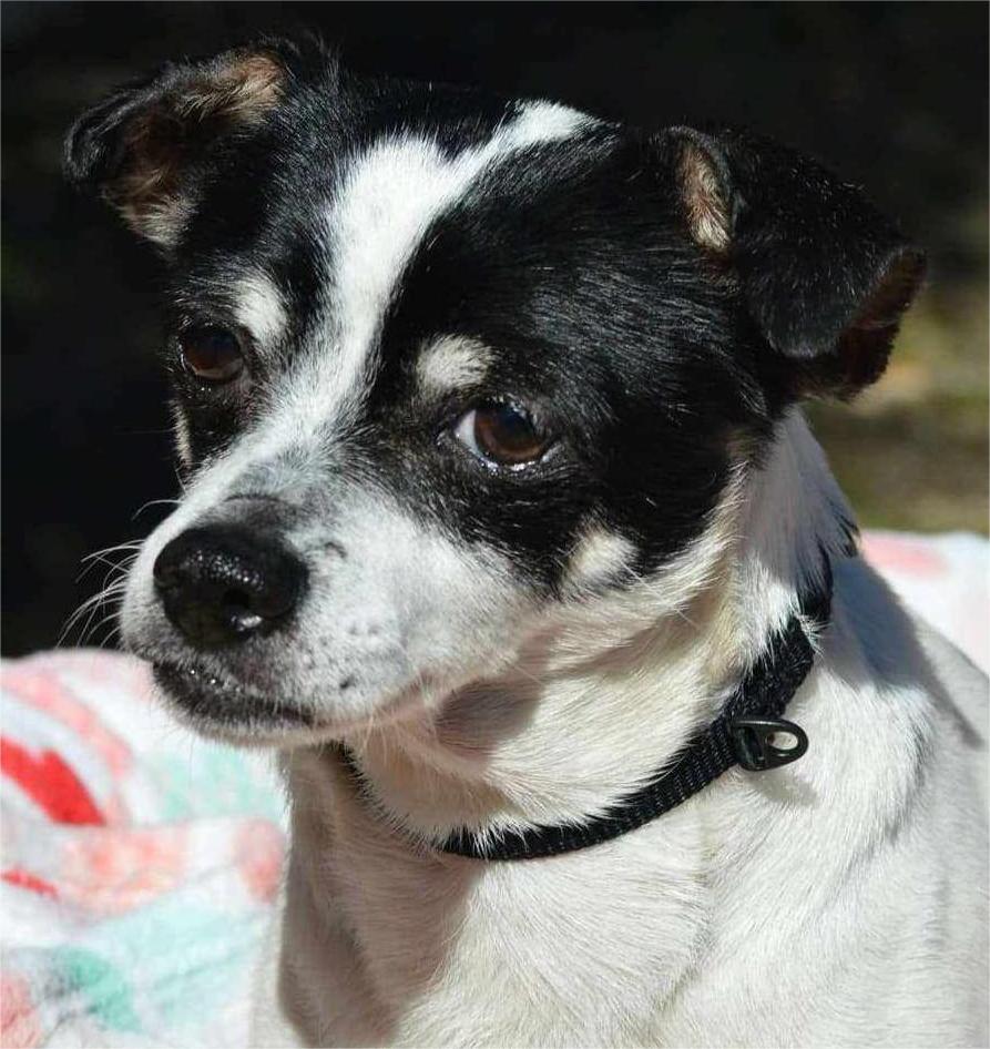 Dottie