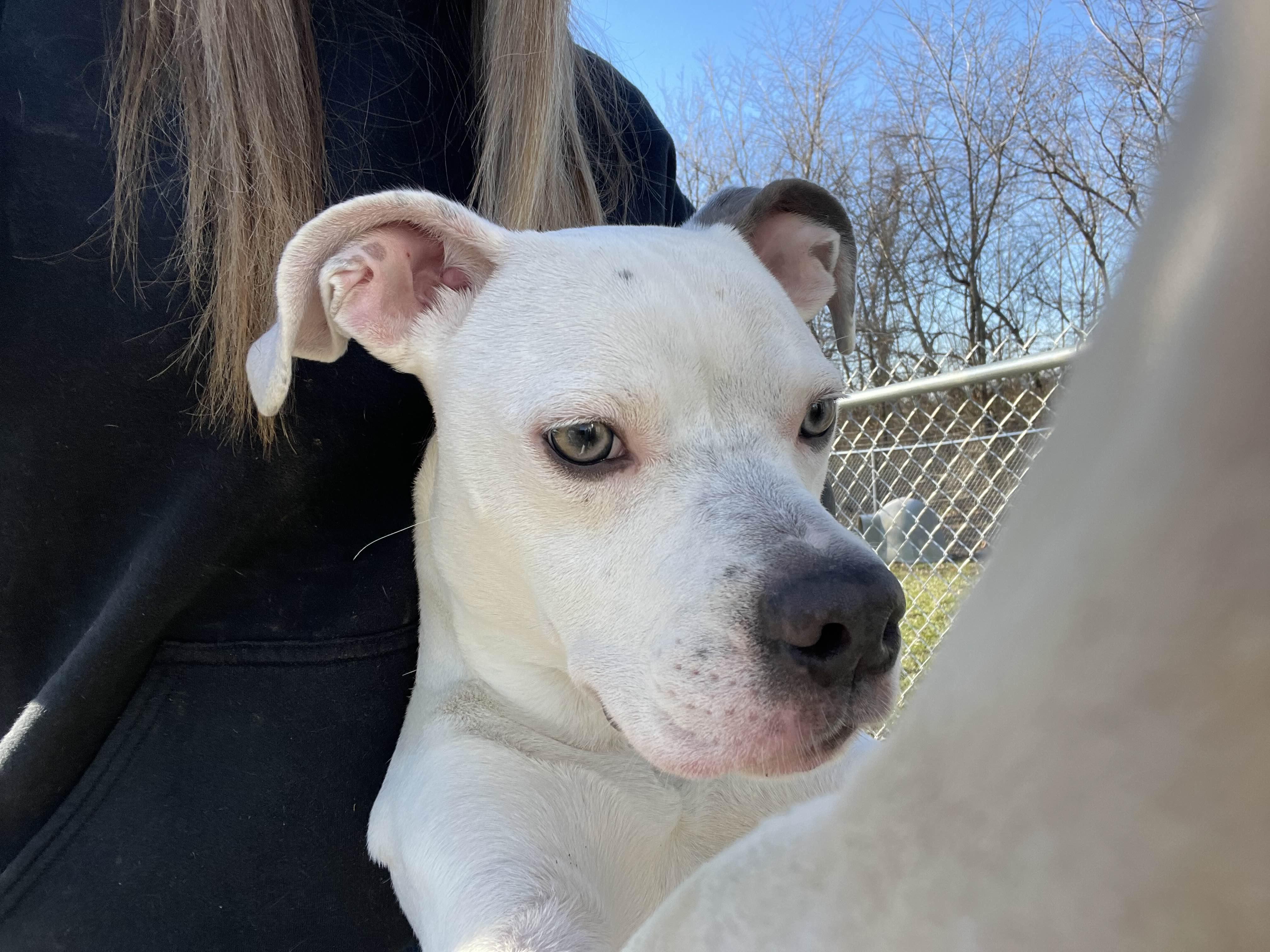 Enlarge Wally, a ADOPTABLE mixed breed in Sulphur, KY image 3/5