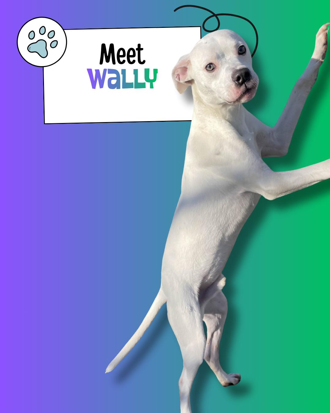 Enlarge Wally, a ADOPTABLE mixed breed in Sulphur, KY image 1/5