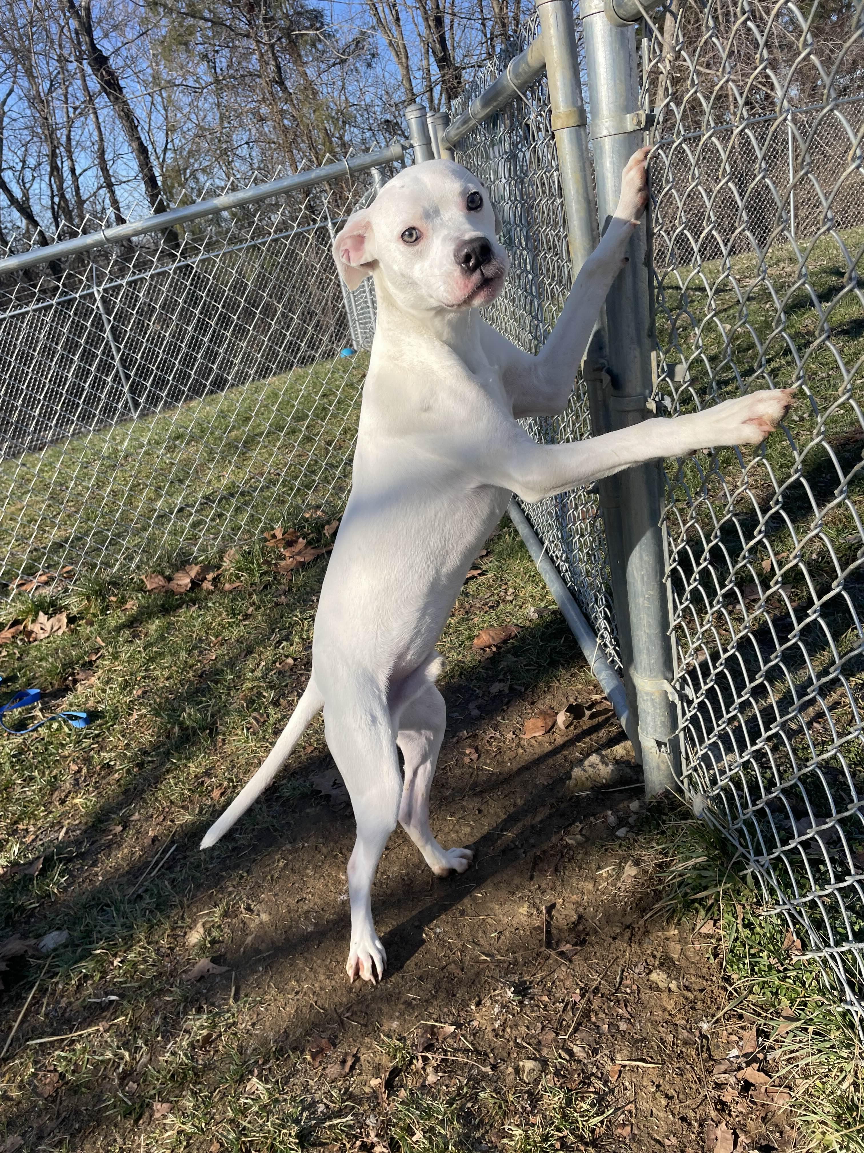 Enlarge Wally, a ADOPTABLE mixed breed in Sulphur, KY image 4/5