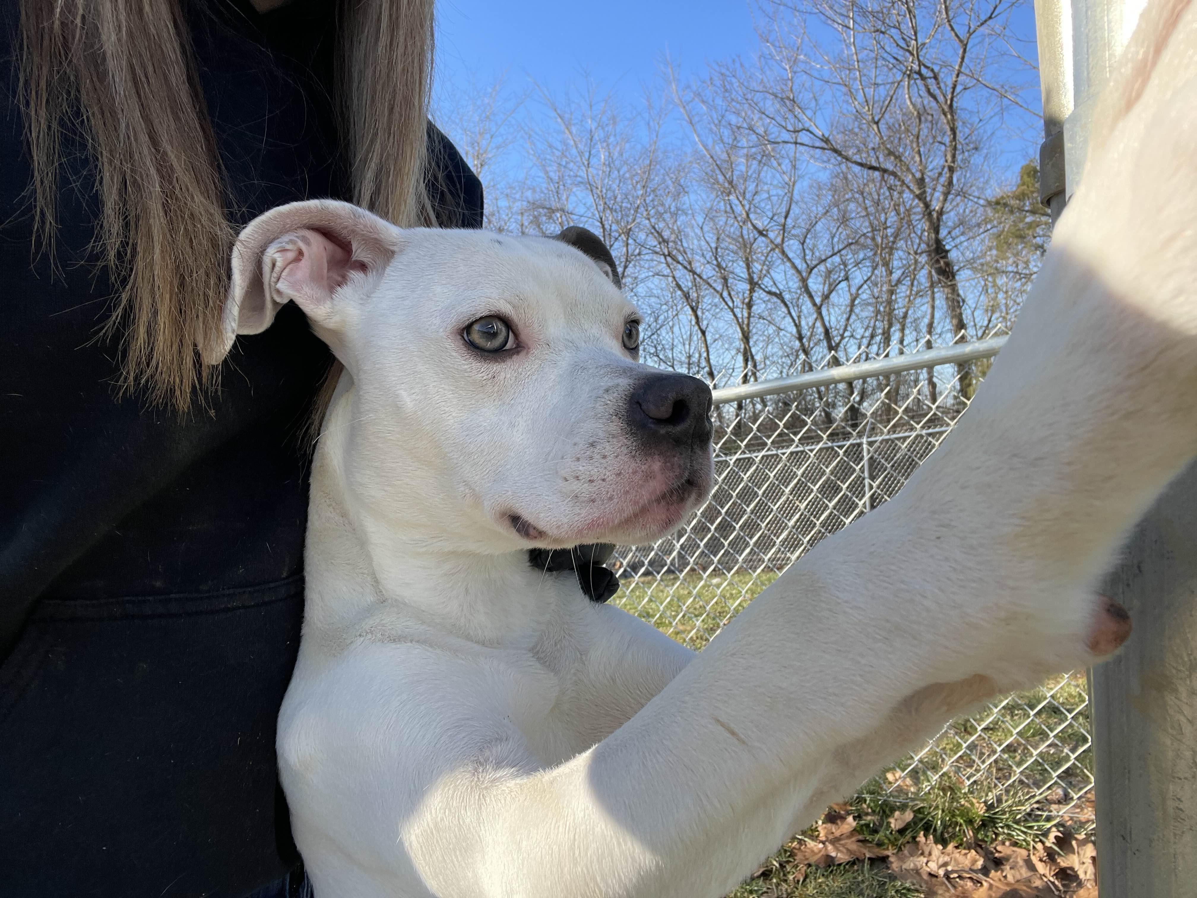 Enlarge Wally, a ADOPTABLE mixed breed in Sulphur, KY image 2/5