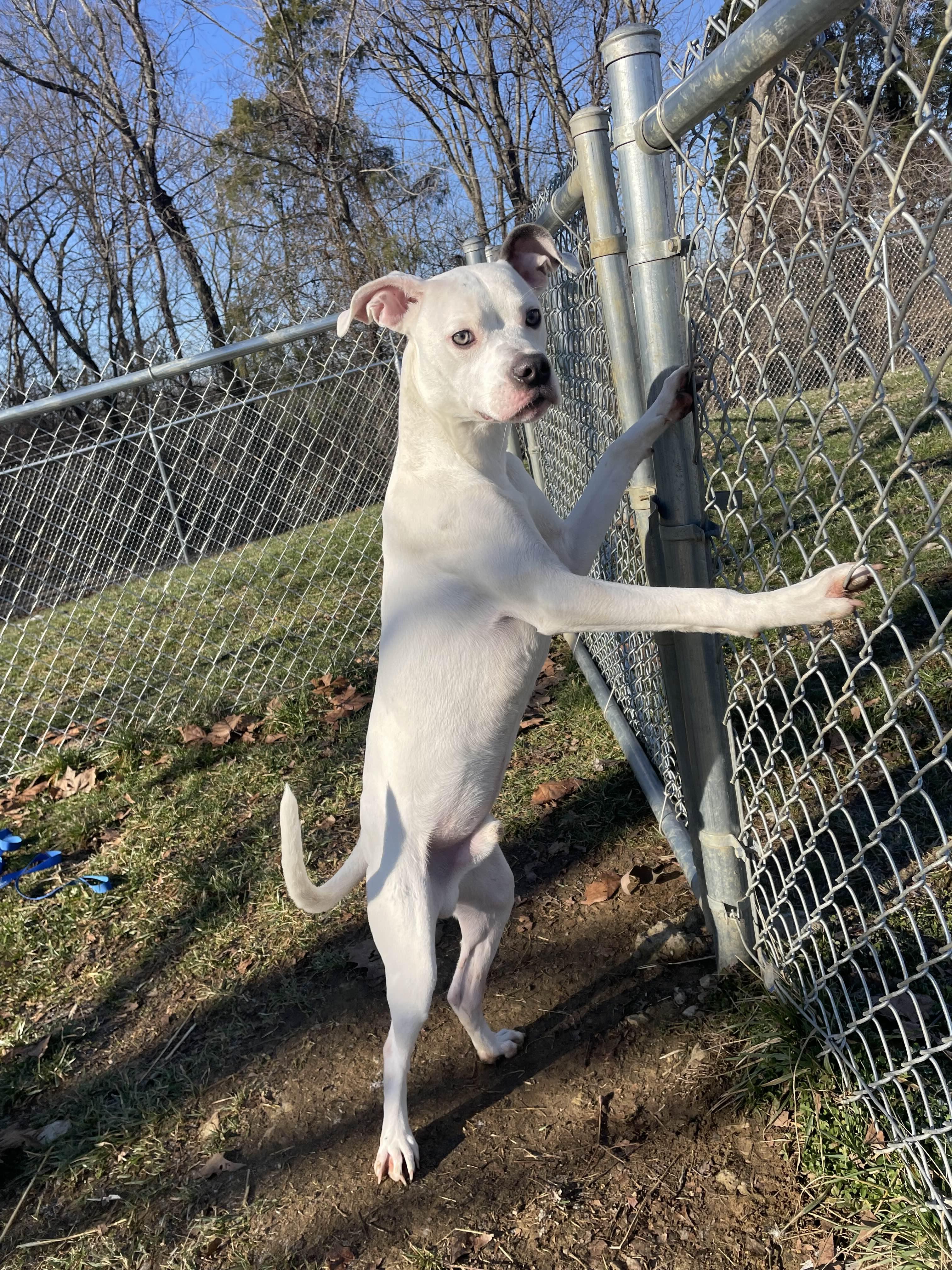Enlarge Wally, a ADOPTABLE mixed breed in Sulphur, KY image 5/5