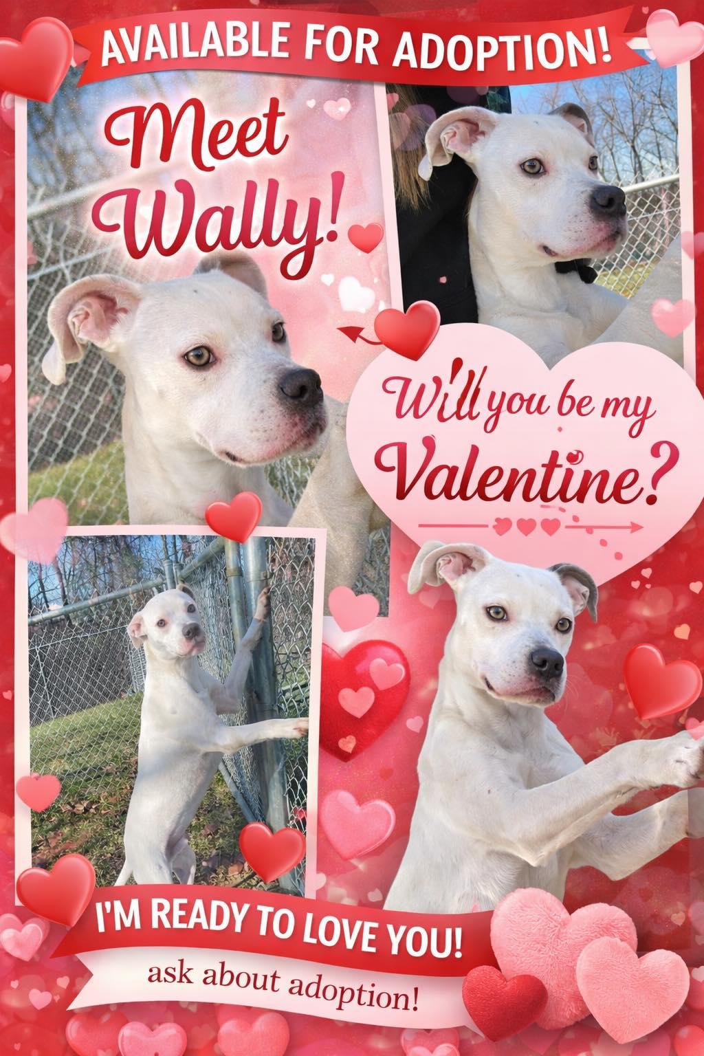 Enlarge Wally, an adoptable mixed breed in Sulphur, KY image 1/6