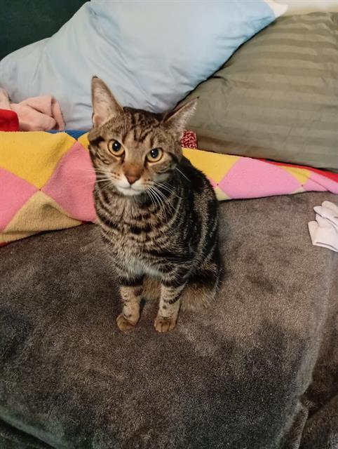 Enlarge BINKY, a Adoptable Domestic Short Hair in Charlotte, NC image 1/1