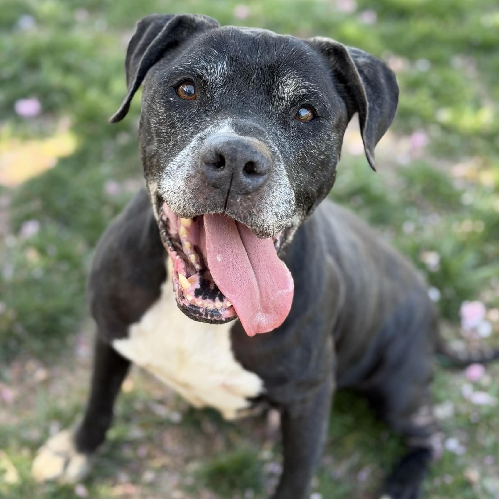 26-00383 LANSING, ADOPTABLE, Senior Male Pit Bull Terrier.