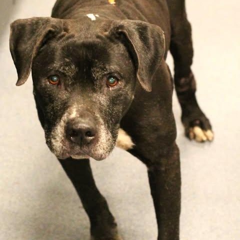 Enlarge 26-00383 LANSING, a ADOPTABLE mixed breed in Fredericksburg, VA image 2/2