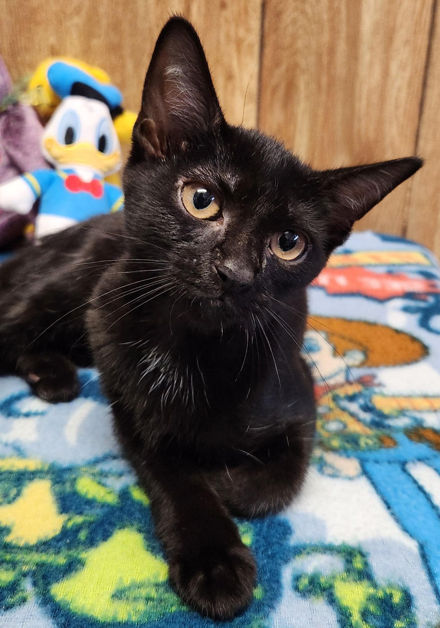 Coconut, a ADOPTABLE Domestic Short Hair in Linden, NJ image 1/6