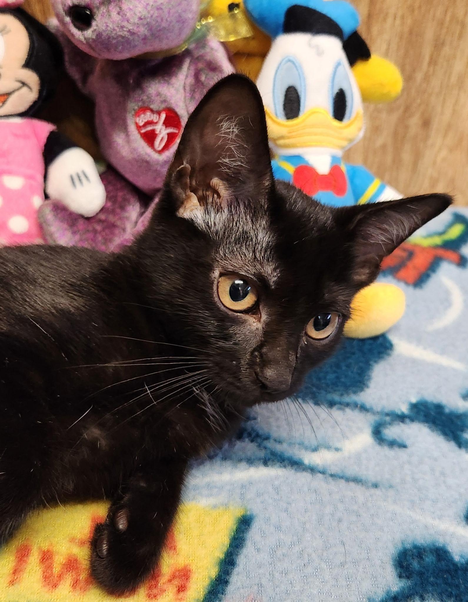 Coconut, a ADOPTABLE Domestic Short Hair in Linden, NJ image 5/6