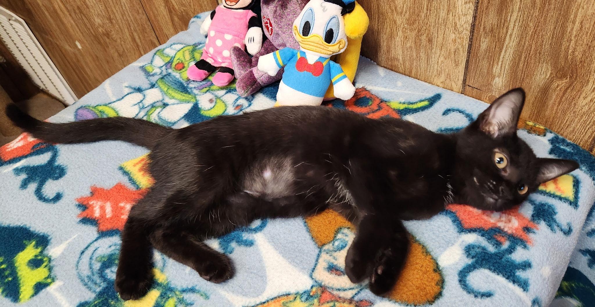 Coconut, a ADOPTABLE Domestic Short Hair in Linden, NJ image 3/6