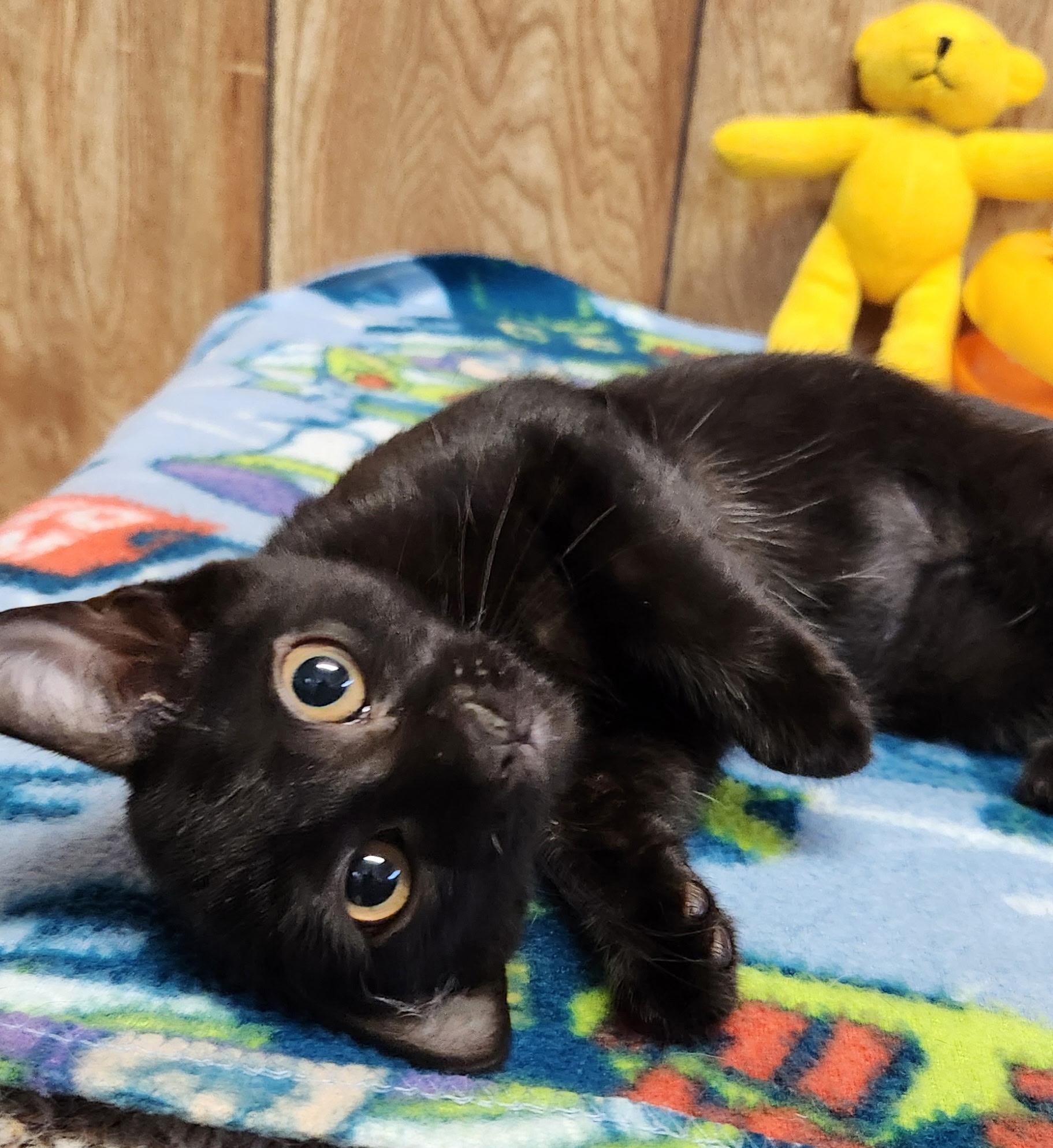 Coconut, a ADOPTABLE Domestic Short Hair in Linden, NJ image 6/6