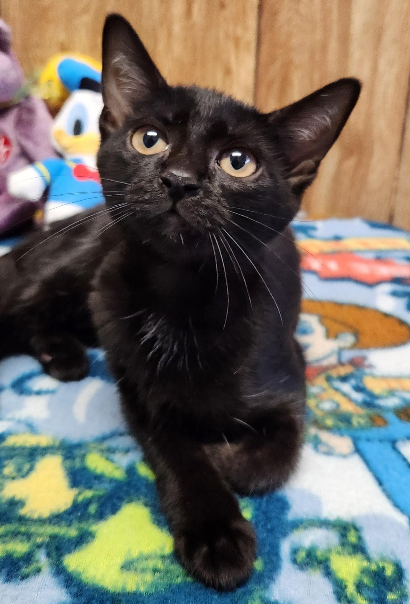 Coconut, a ADOPTABLE Domestic Short Hair in Linden, NJ image 2/6