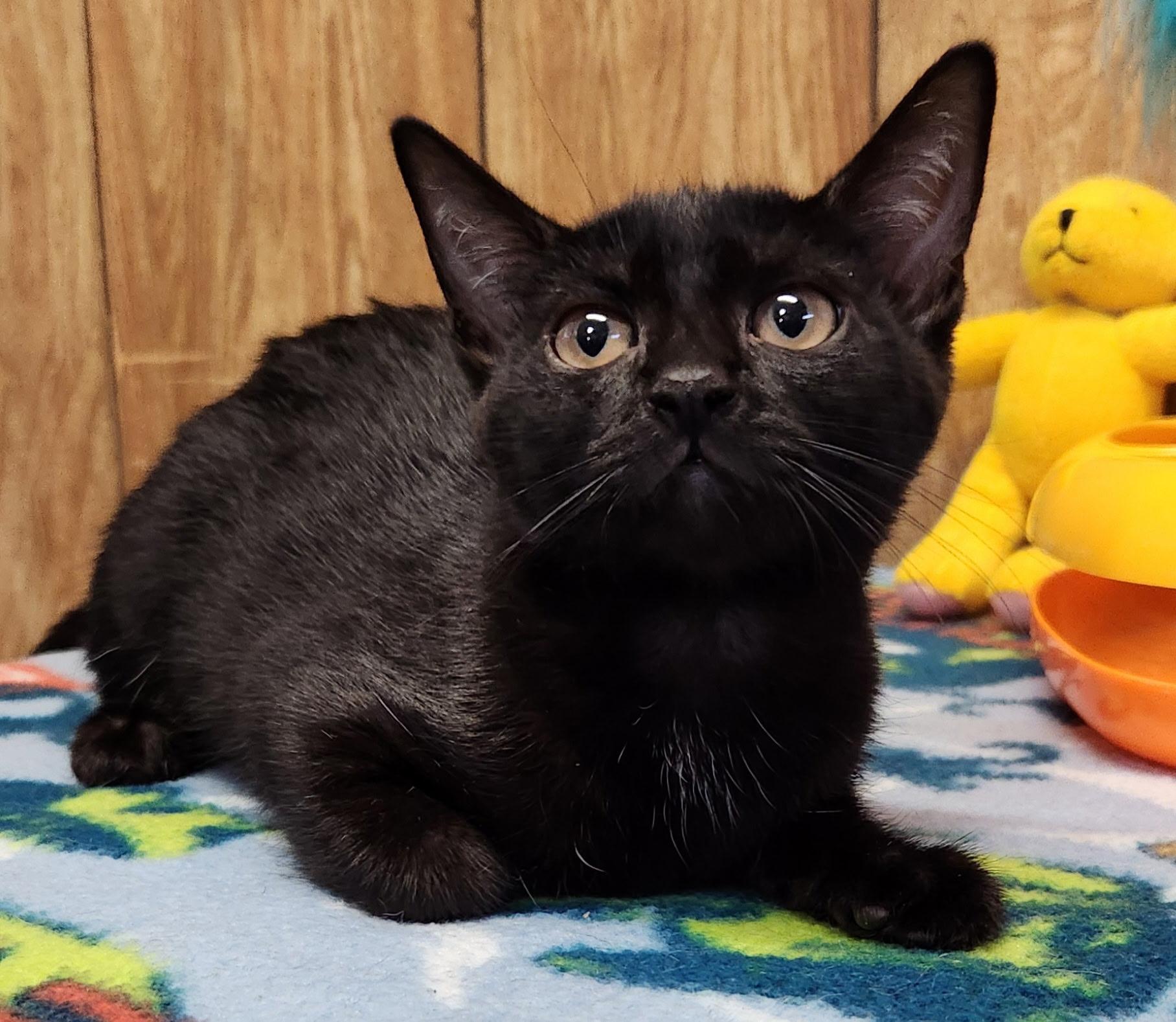 Coconut, a ADOPTABLE Domestic Short Hair in Linden, NJ image 4/6