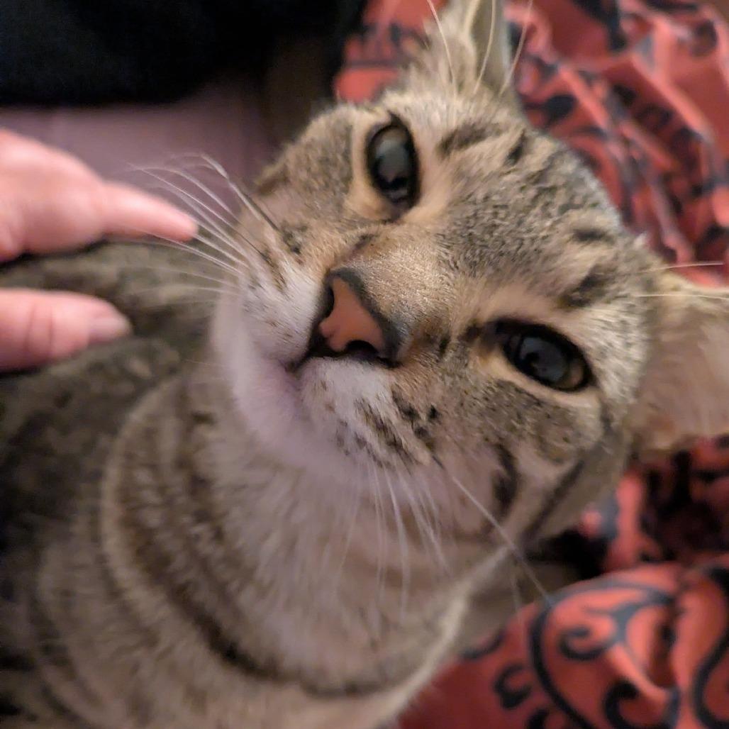 Piglet, Adoptable, Young Female Domestic Short Hair.