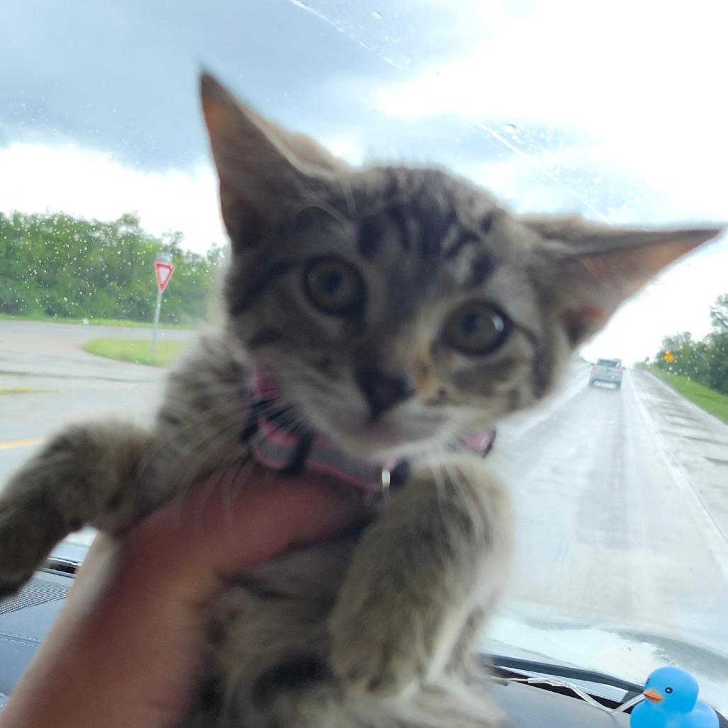 Enlarge Piglet, a Adoptable Domestic Short Hair in Greenwood, MO image 1/2