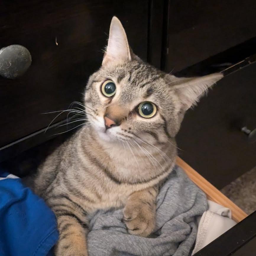 Piglet, a Adoptable Domestic Short Hair in Greenwood, MO image 2/3