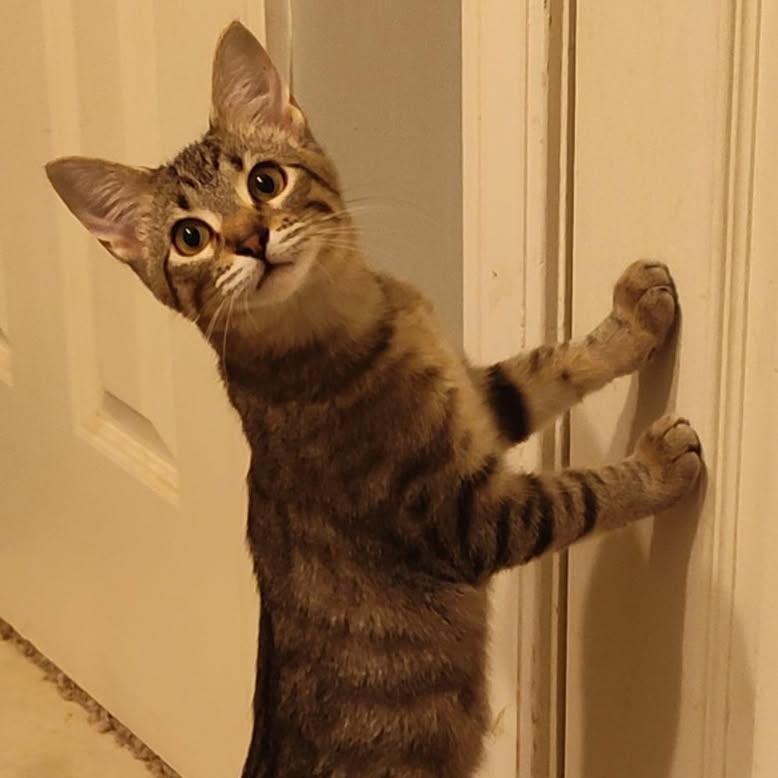 Enlarge Piglet, a Adoptable Domestic Short Hair in Greenwood, MO image 2/2