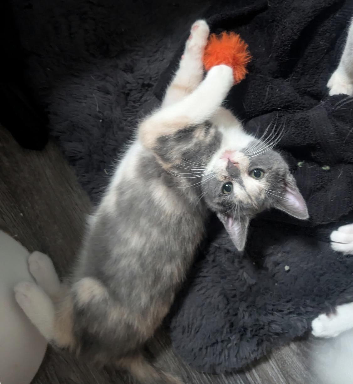 Peeps, an adopted Domestic Short Hair in Maineville, OH image 4/5