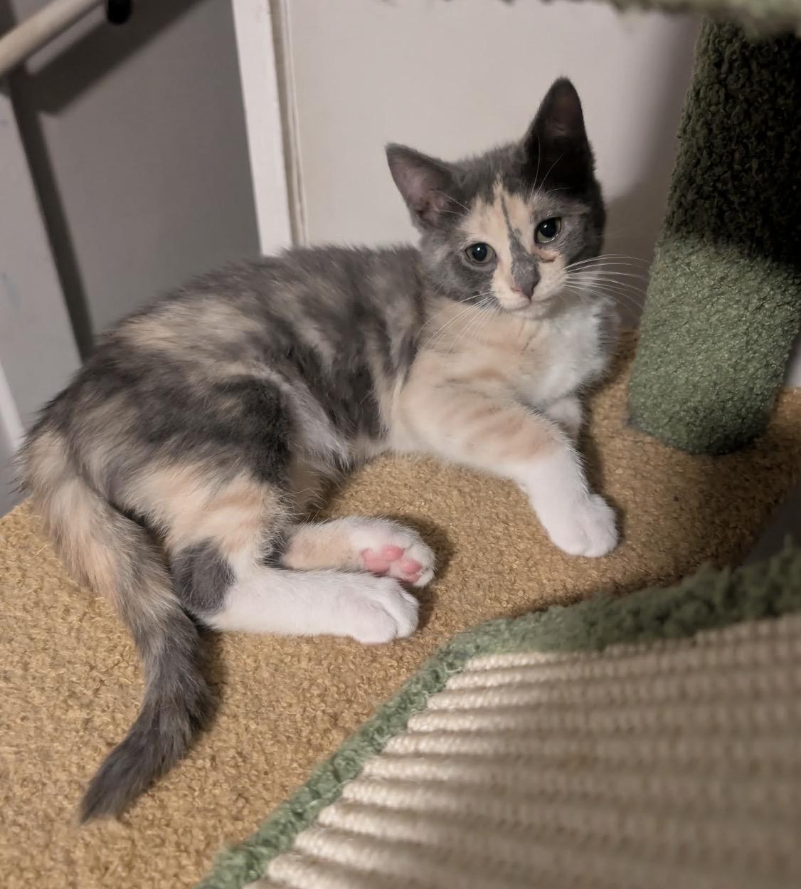 Peeps, an adopted Domestic Short Hair in Maineville, OH image 1/5