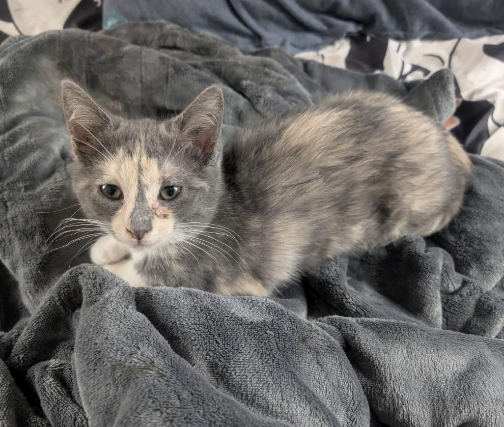 Peeps, an adopted Domestic Short Hair in Maineville, OH image 3/5