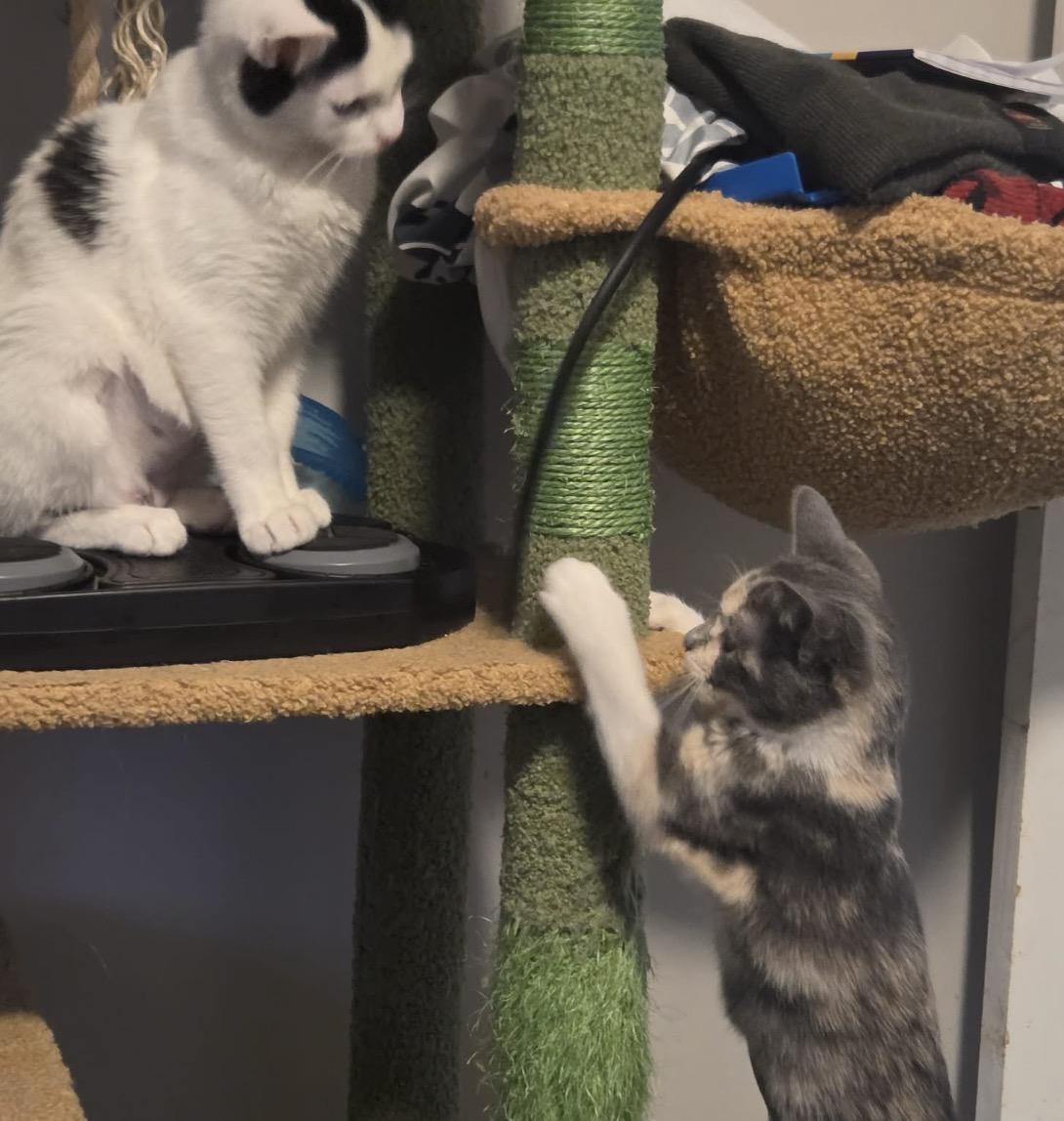 Peeps, an adopted Domestic Short Hair in Maineville, OH image 2/5