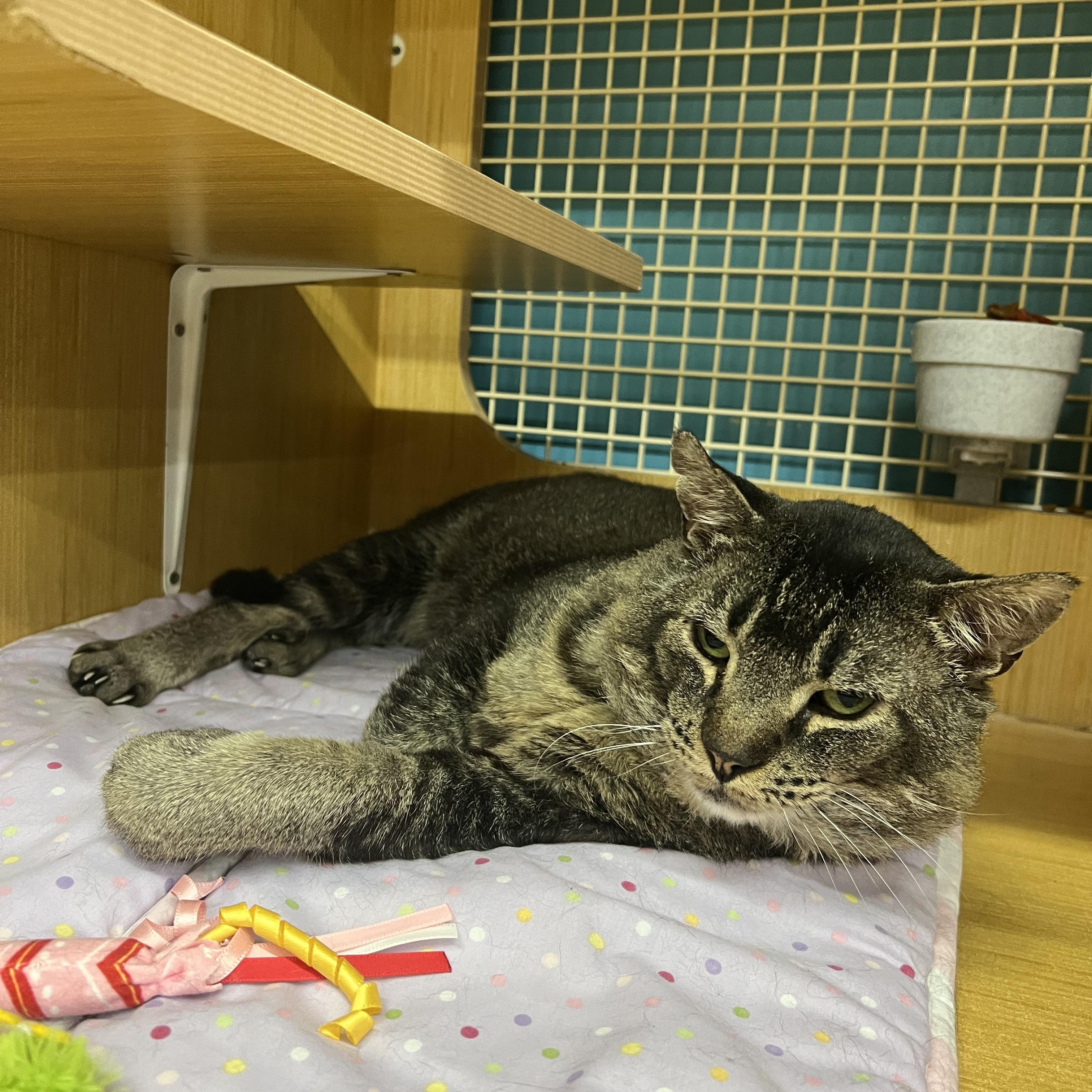 Virgil, ADOPTABLE, Adult Male Domestic Short Hair.