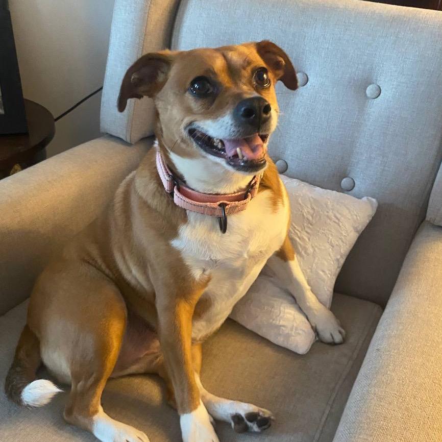 Lydia, Adoptable, Adult Female Mixed Breed.